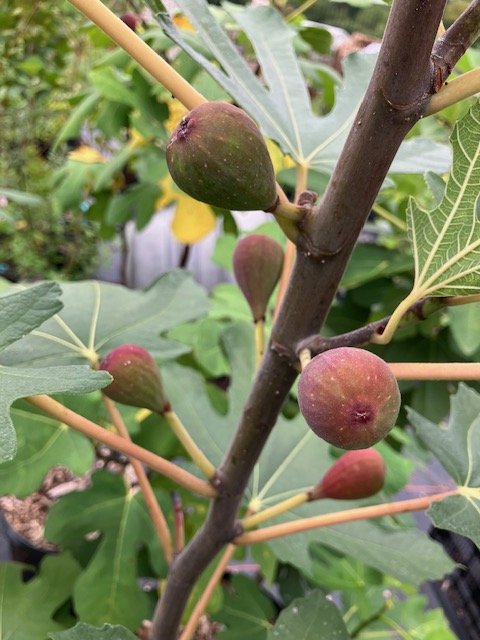 petite negri fig fruits.jpeg