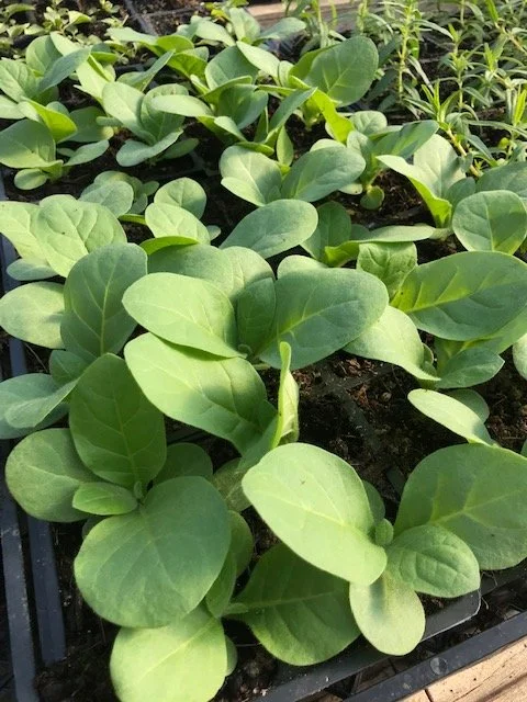 Shirazi Tobacco, 4 inch peat pot.