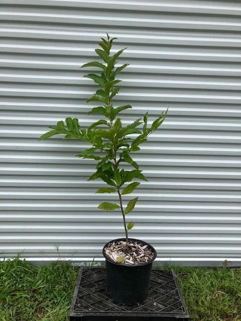 Chinese Chestnut, 3 gallon pot.