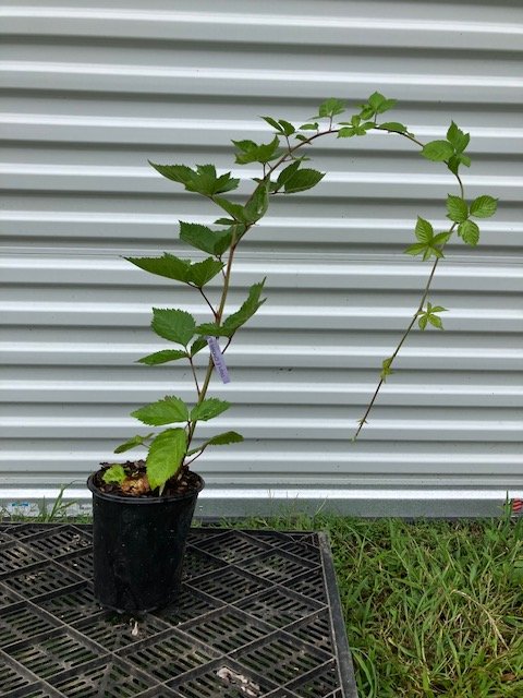 Blackberry, thornless, 1 gallon pot.
