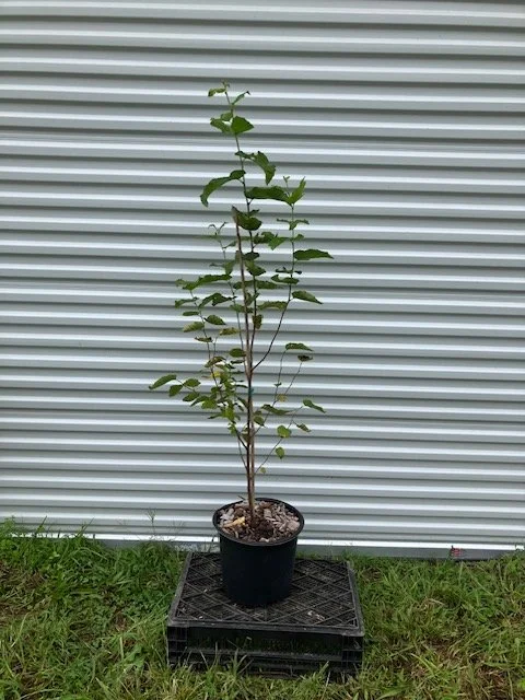 Paper Birch, 3 gallon pot.