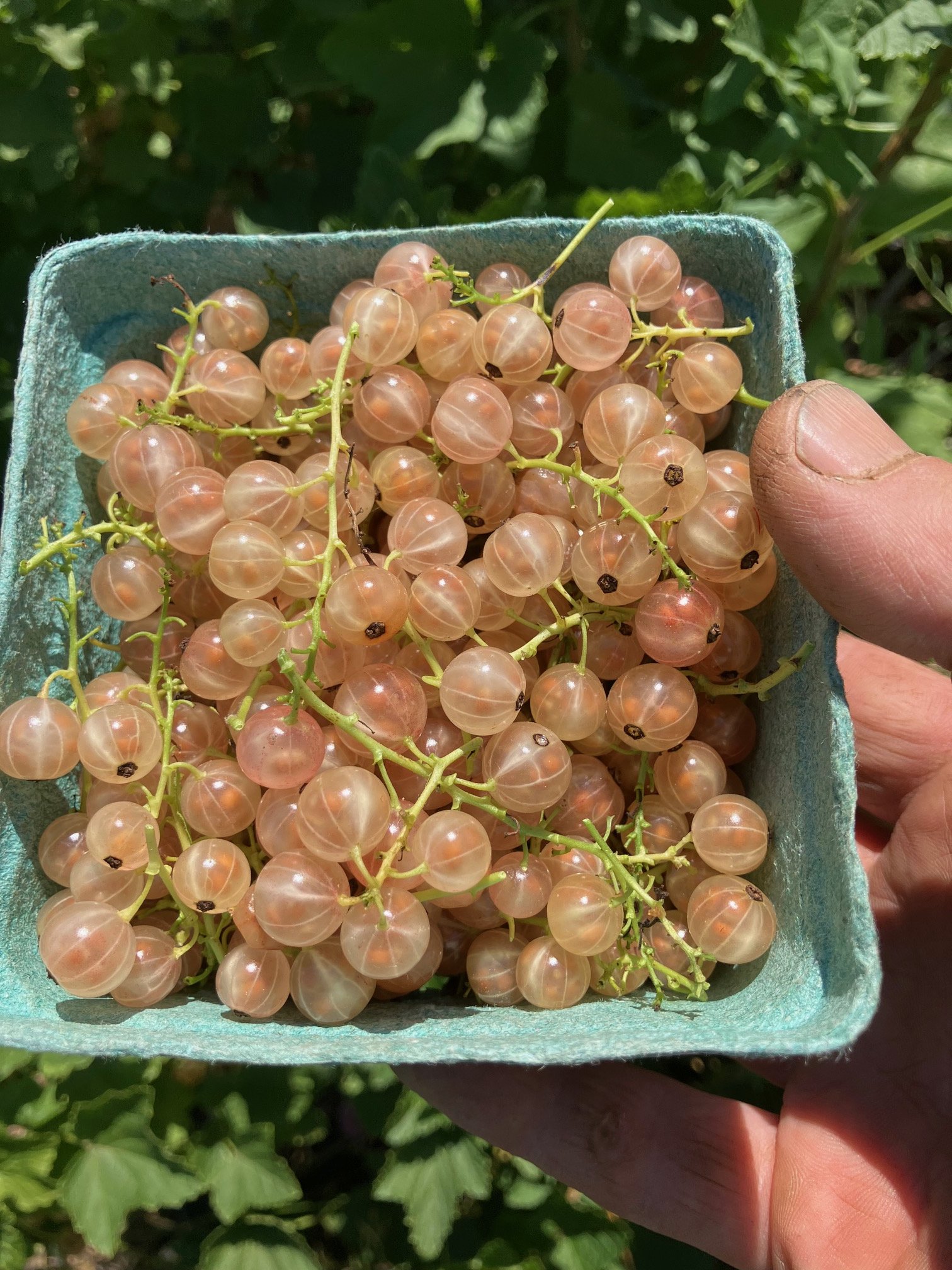 Currant plant, one gallon pot.
