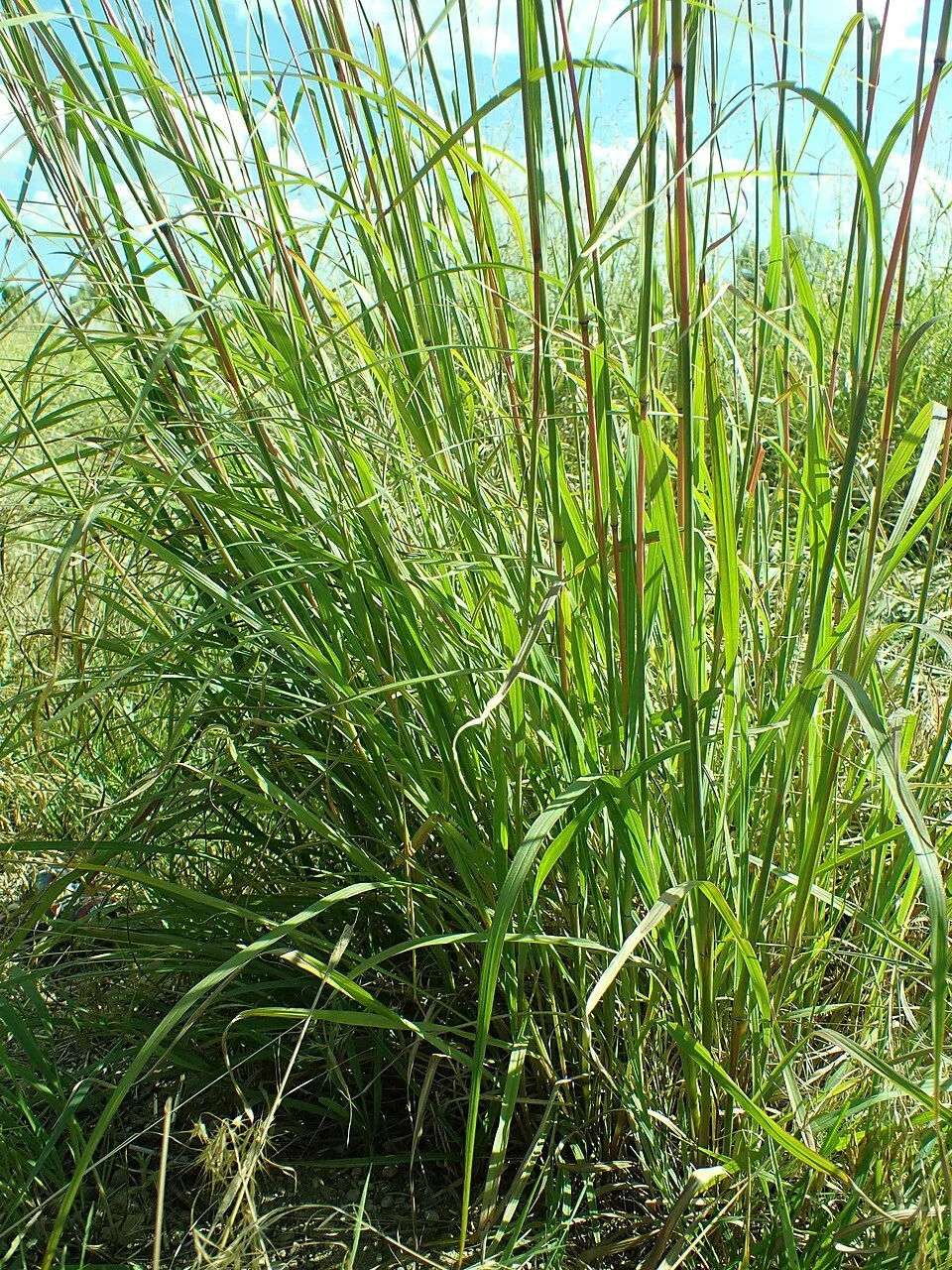 big bluestem wiki.jpg