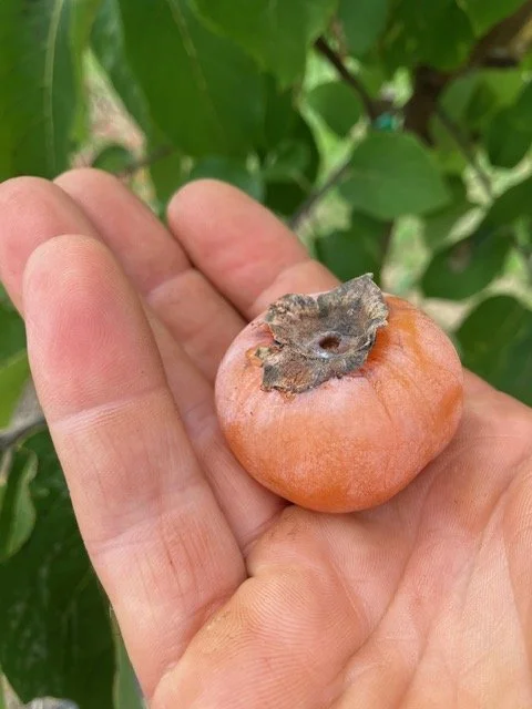 persimmon fruit.jpeg