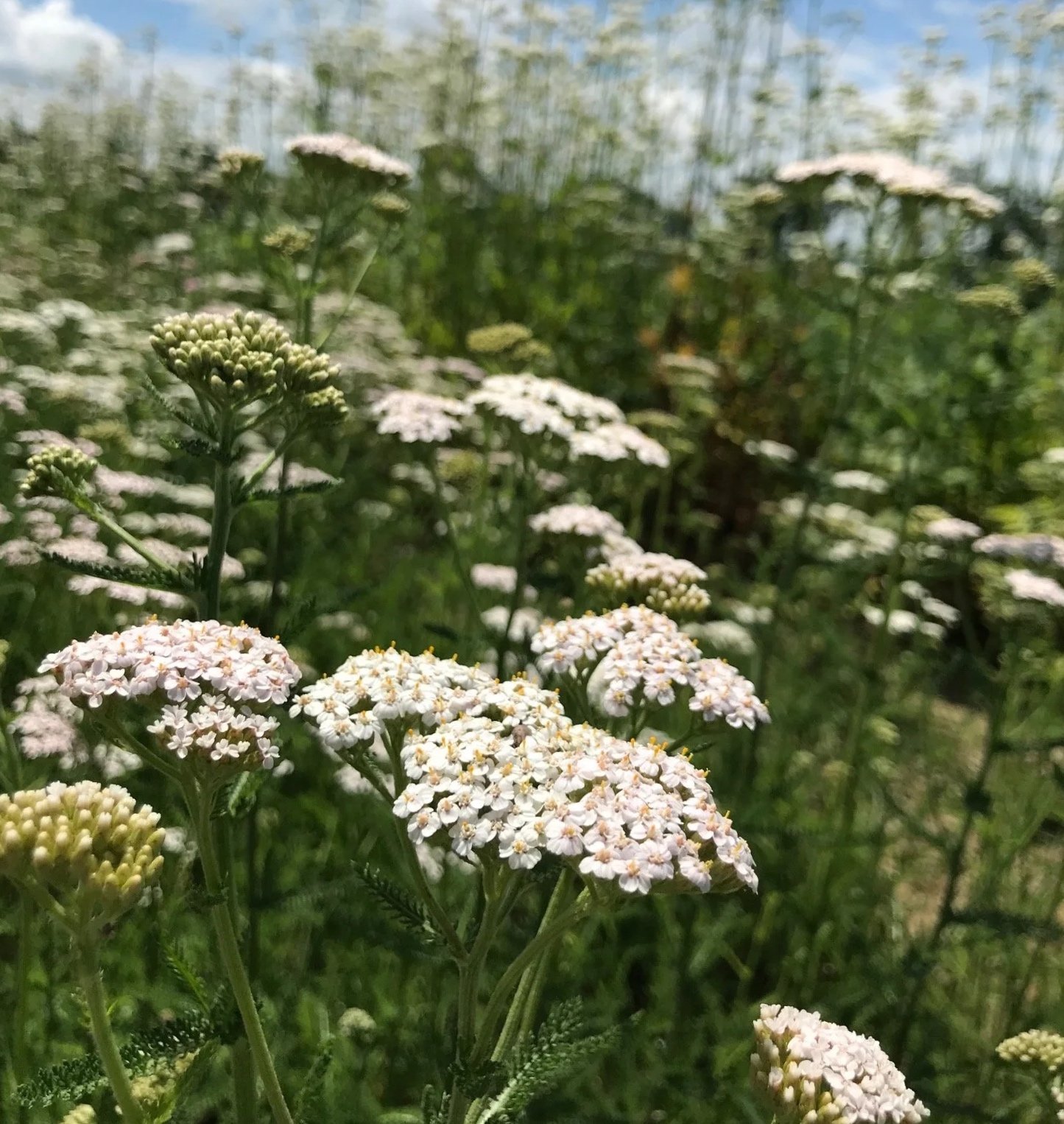 yarrow+flowers.jpg
