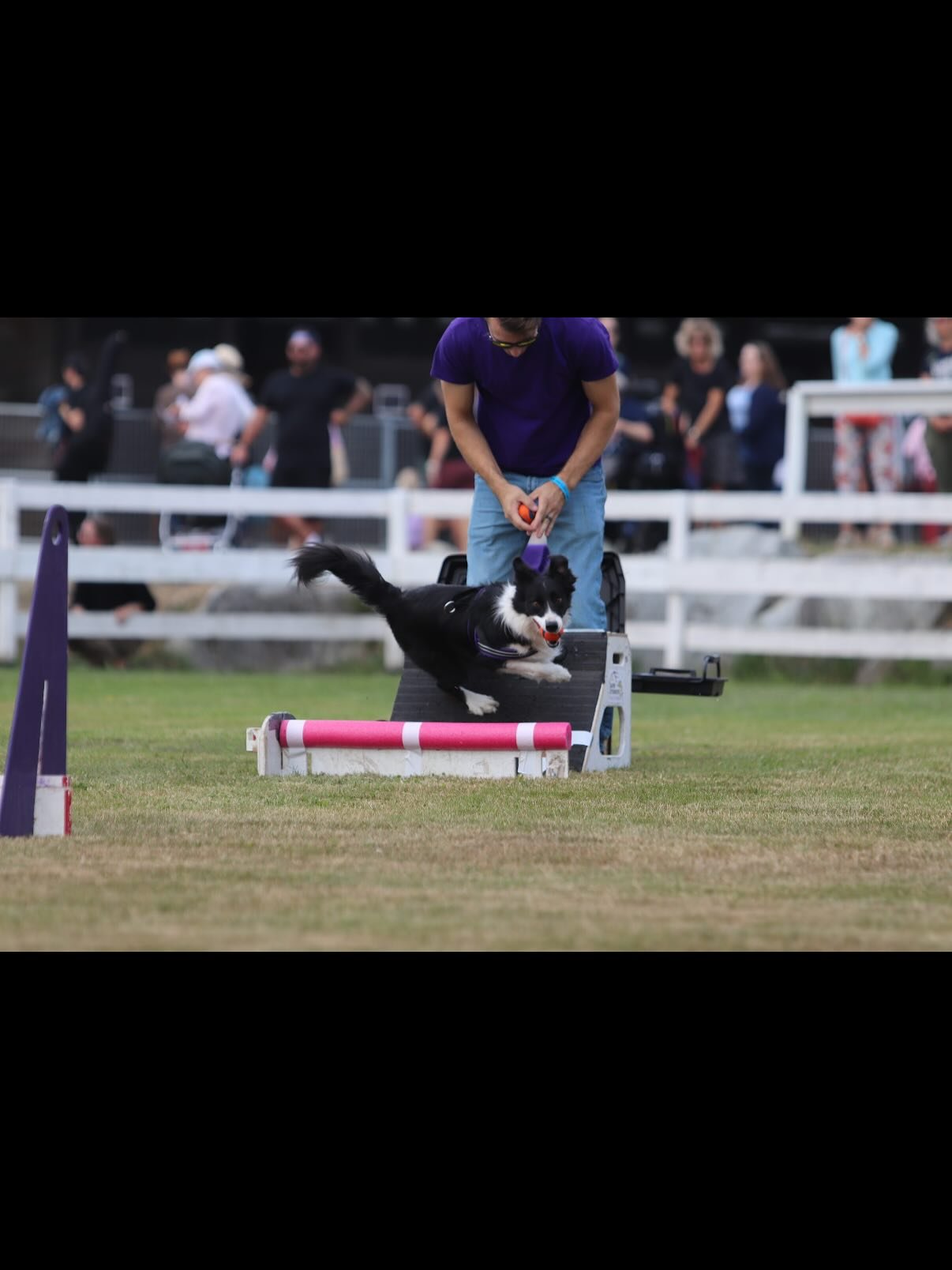 Bunch of happy dogs at the Saanich Fair Flyball Demo. Got to show the crowd what Flyball is all about, and hopefully encouraged people to want to start with their dogs! While they may all look so perfect in their photos, there were some run arounds a