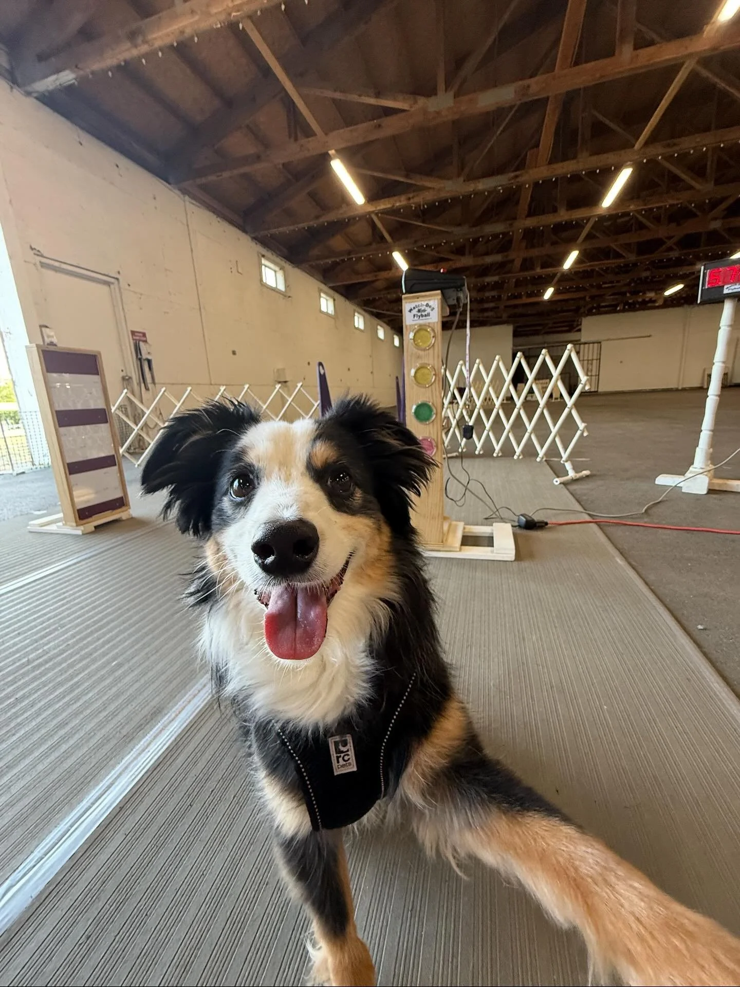 This is Blue, he&rsquo;s an 8 year old toy Aussie. He started his flyball journey in 2021, took a bit of a break after 2023 and is now back at it! When he&rsquo;s not doing flyball, he&rsquo;s the Cheif Barketing officer of his mom&rsquo;s business &