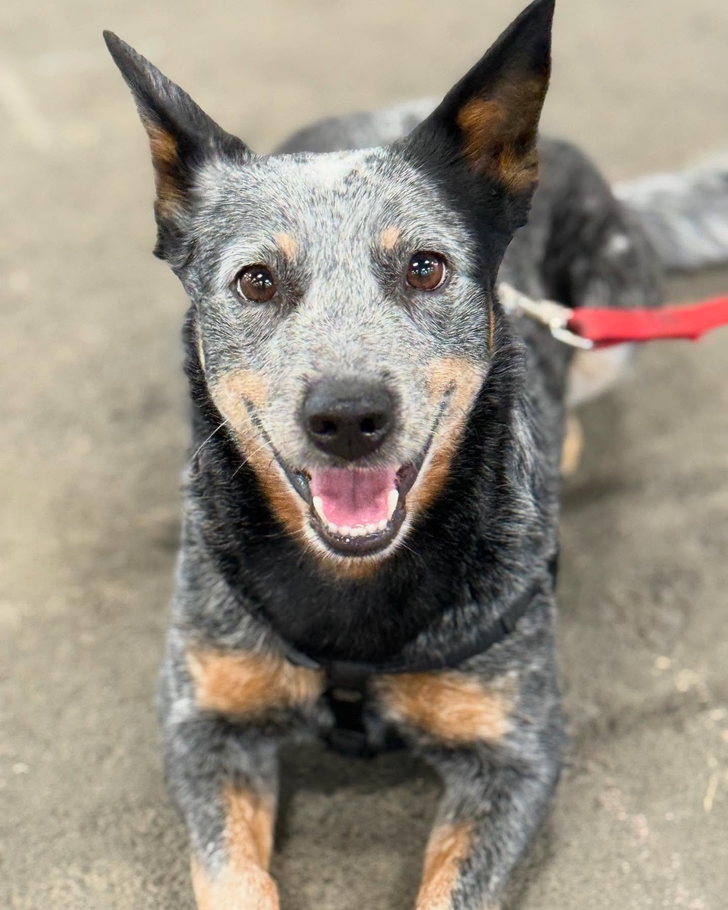 Introducing our new set of class dogs! 

Rosie, Josie, Cali, Chewie, Lyle, Myszka, Remy, Maverick and Missy Jones🎾

#flyball #flyballdogintraining #flyballdogsofinstagram #flyballteam #flyballclass #🎾