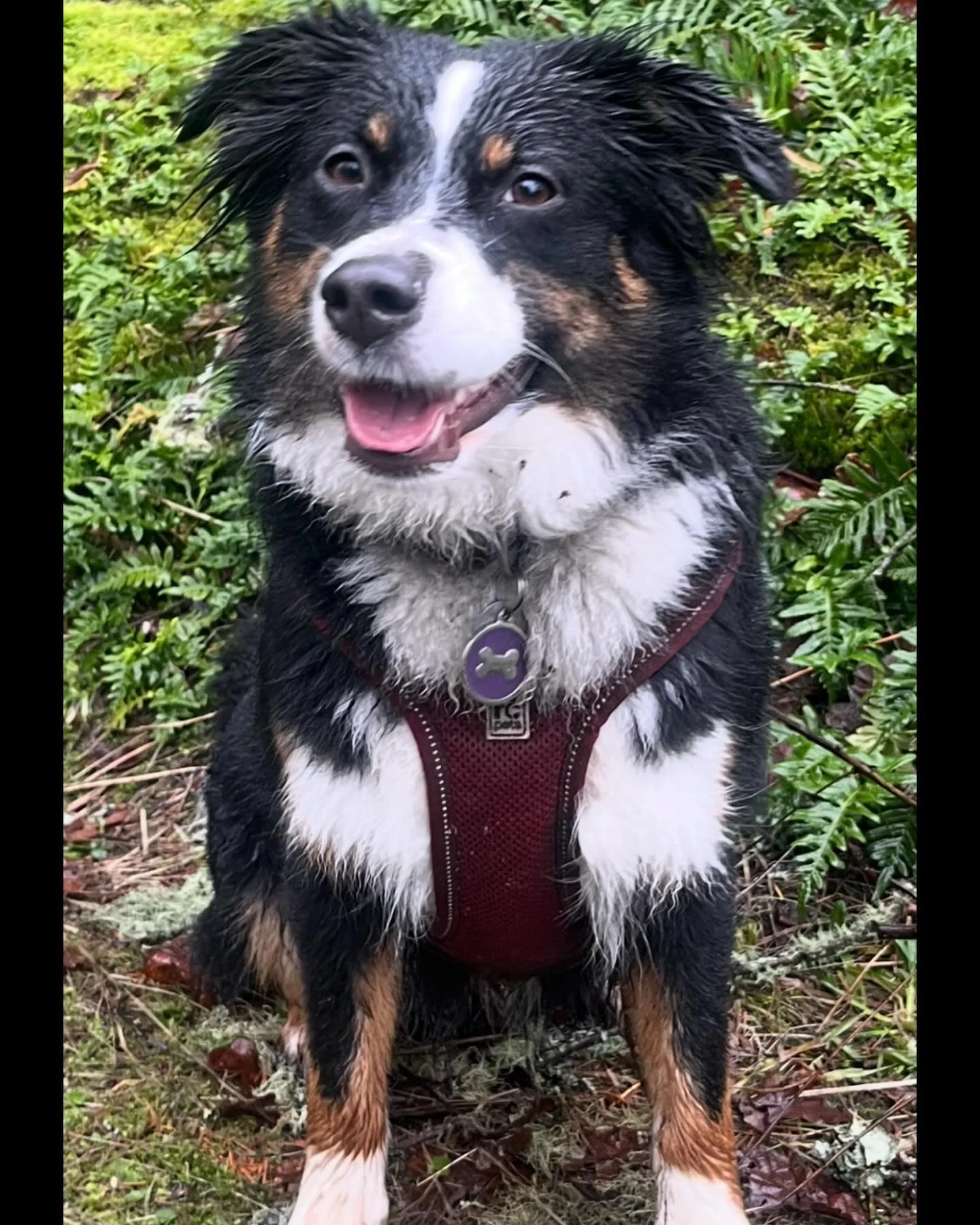 This is Ruby, she&rsquo;s a 2 year old mini aussie. When she&rsquo;s not doing flyball, she loves to fetch sticks.

#flyball #flyballdog #flyballdogs #flyballdogsofinstagram #flyballdogintraining #dogsofinstagram #barnstormers #barnstormersflyballclu
