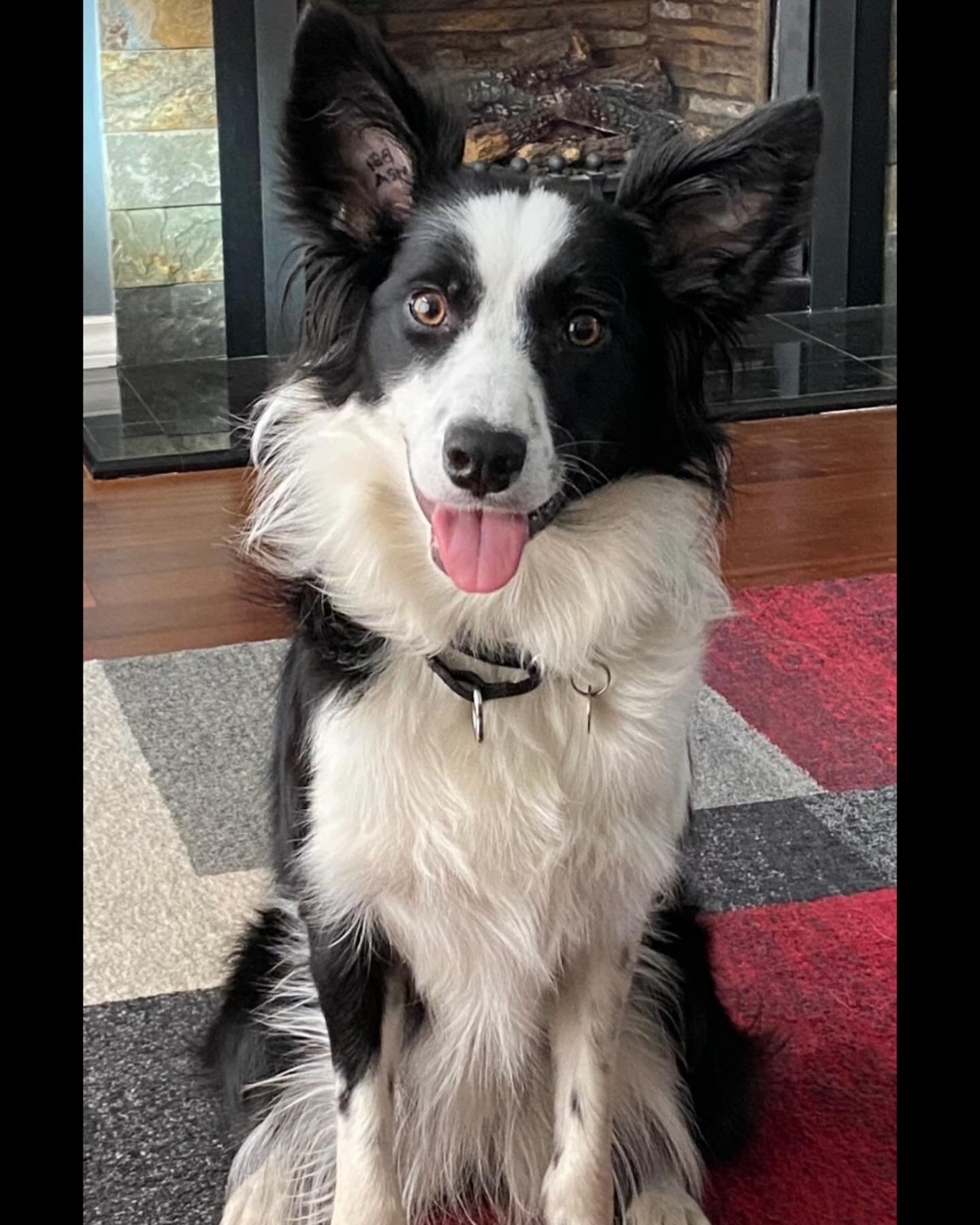 This is Wednesday, she&rsquo;s a 2 year old border collie. When she&rsquo;s not doing flyball, she loves sheep herding, chewing frisbees, hiking and harassing her sister. Just like her name sake, she&rsquo;s a bit spicy!

#flyball #clubdog #bordercol