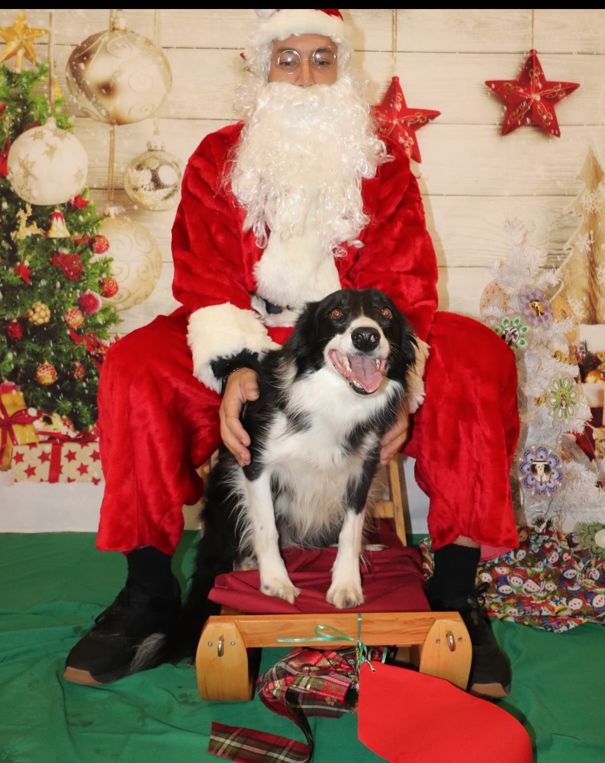 Happy Holidays from the Barnstormers club dogs🎅🏼🐶

#flyball #flyballdogs #flyballdogsofinstagram #dogsofinstagram #christmasiscoming🎄 #festiveseason #festivevibes