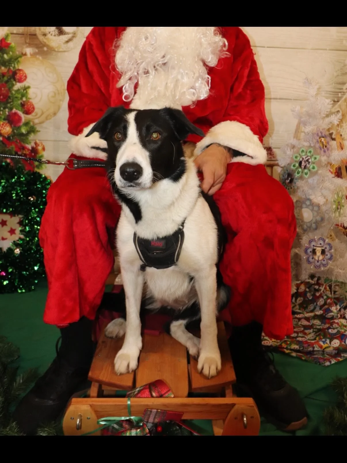 Festive greetings from some of the class dogs🎅🏼🐶 

#flyball #flyballdogsofinstagram #flyballdogs #classdogs #festivevibes❤️ #festivedogs
