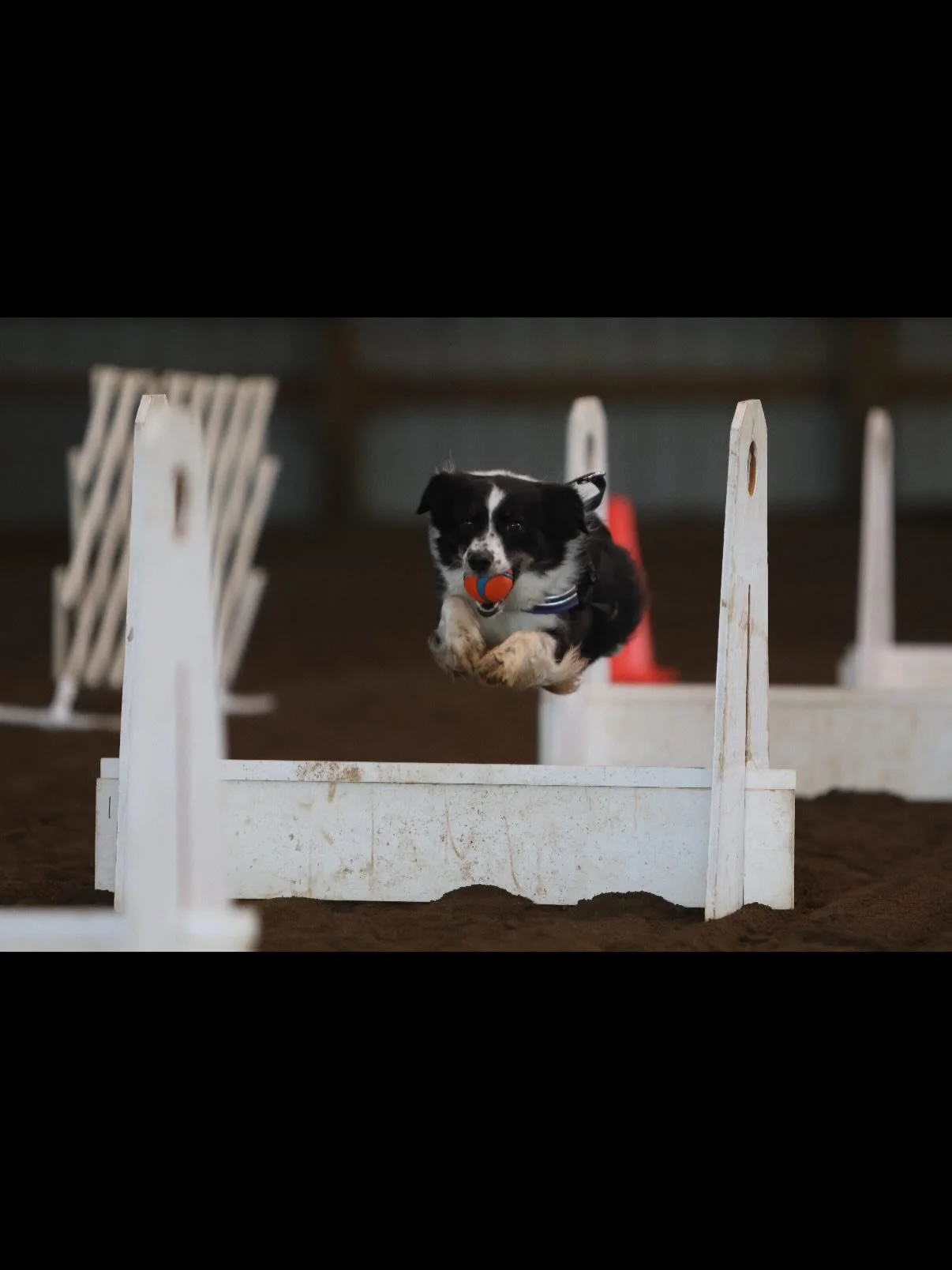 On Saturday the 17th, Pico, Small Nova, Wallen, Lea, Big Nova, Wednesday and Ruby went up to Courtenay for a fun match with the NVI team. Was a great time meeting up with the other team on the island and doing some fun runs&hellip; we did singles, pa