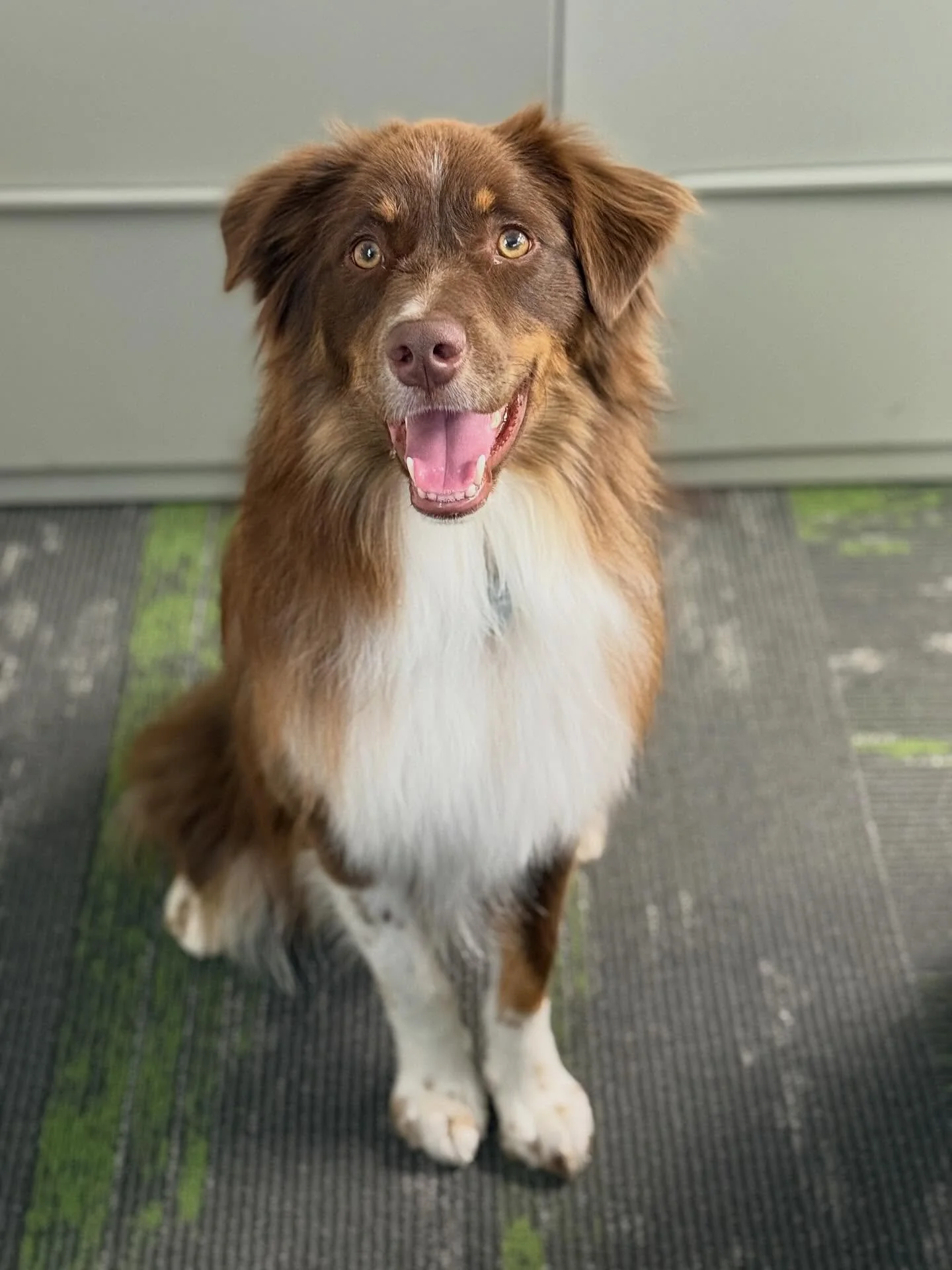 A warm welcome to our next set of class dogs!! 

Meet Finn, Cyprus, Kari, Butterscotch, Luci, Nootka, Sly, Dolly Parton, Padme and Pickle🎾

#flyball #flyballdogs #flyballdogsofinstagram #flyballdogsintraining #classdogs #training