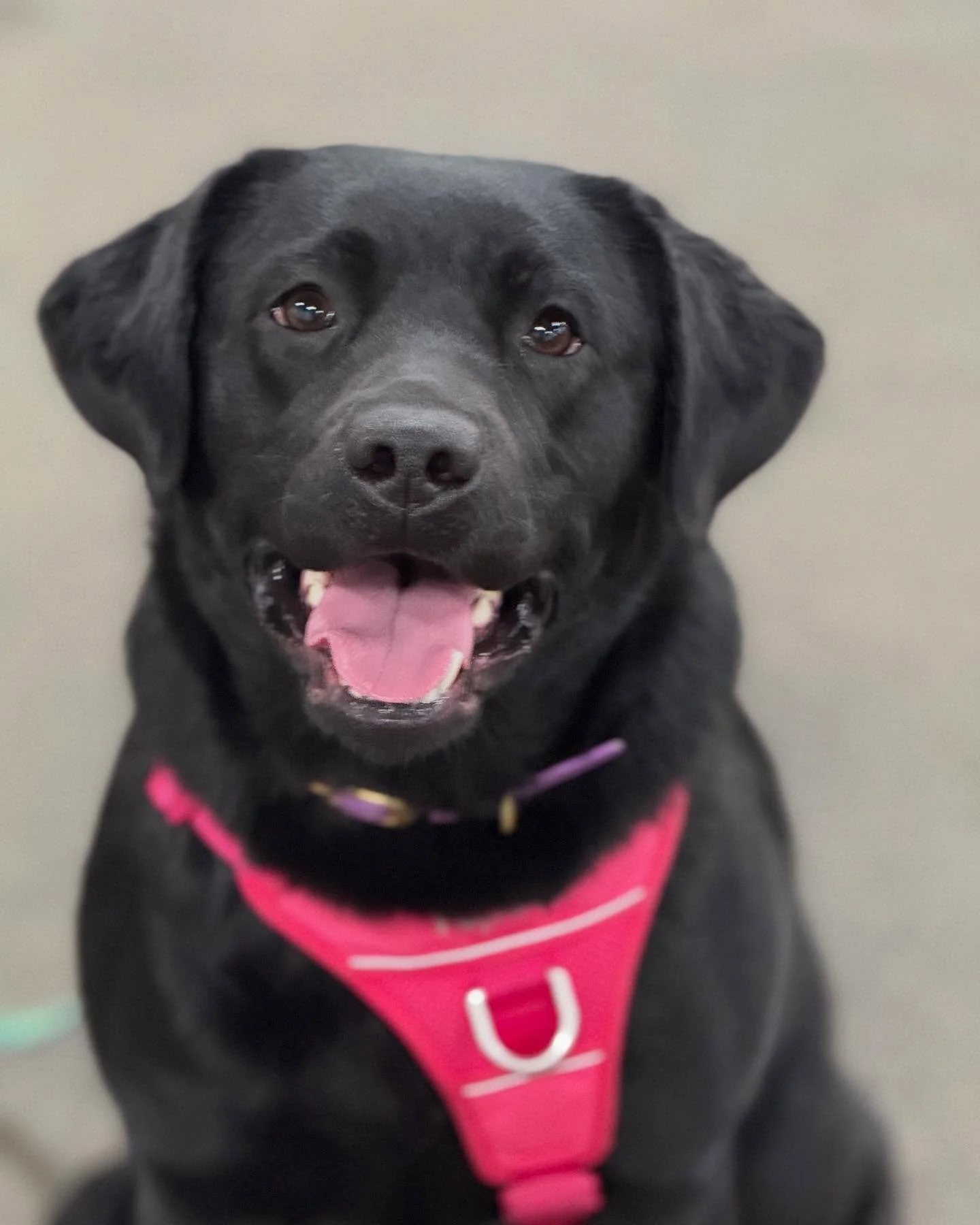 This is Freya, she&rsquo;s a 2 year old Black Lab. When she&rsquo;s not doing flyball, she loves tormenting her big brother Thor.

#flyball #flyballtraining #flyballdogintraining #flyballdogsofinstagram #barnstormers #barnstormersflyballclub  #blackl