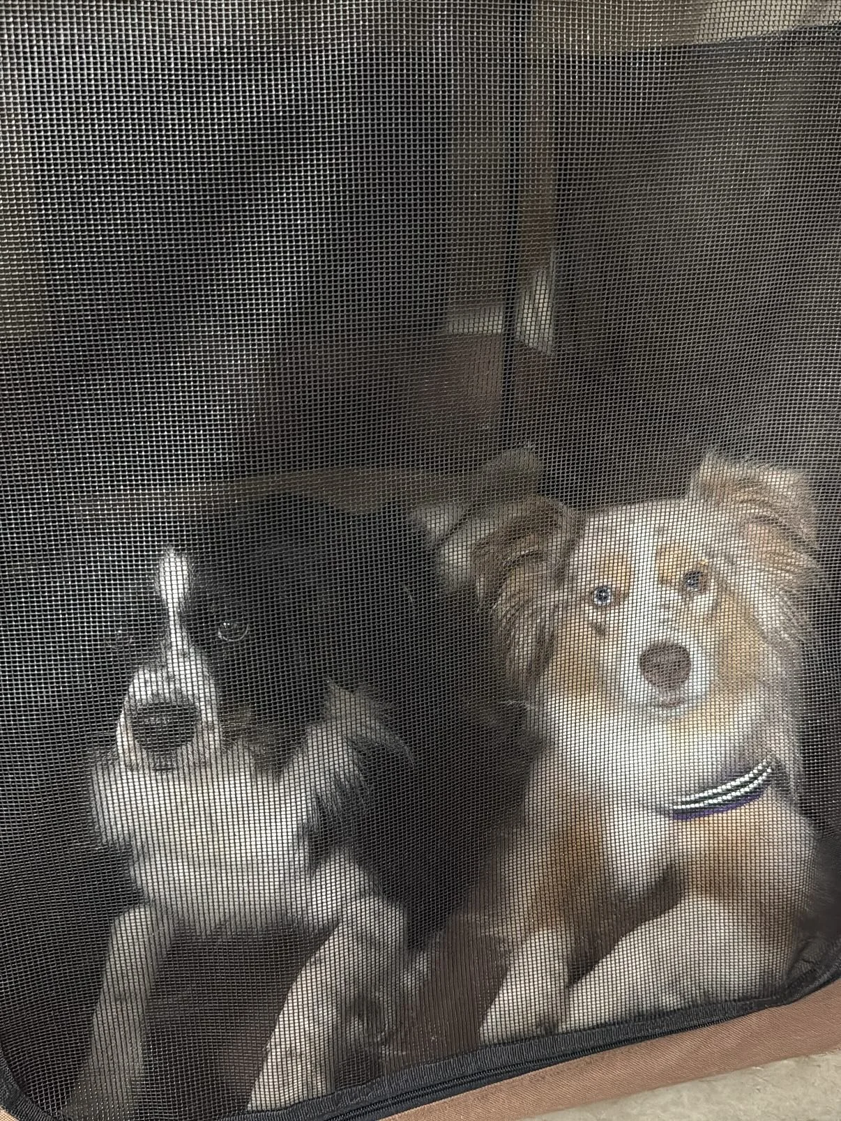 Dogs dogs and more dogs from the Chilliwack Run Free Tournament this weekend. Love how they always have a fun photo area🏁

#flyball #flyballdogs #flyballdogsofinstagram #runfreeflyballchilliwack2025 #dogsofinstagram #miniaussiesofinstagram #borderco
