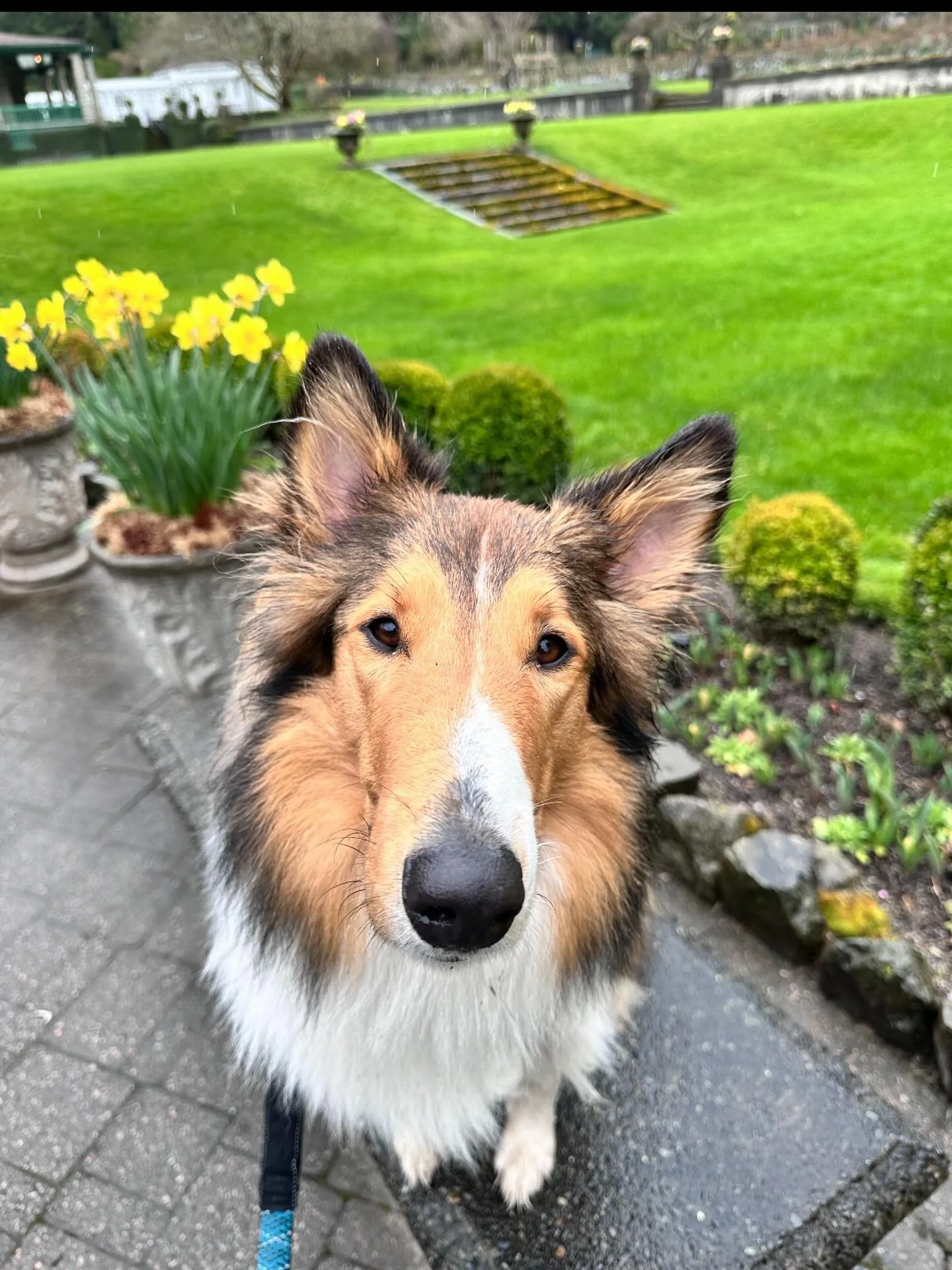 This is Butterscotch, one of our newest club members, she is a 1.5 years old&nbsp;Rough Collie. When she&rsquo;s not doing flyball, she enjoys agility, herding her chickens, and managing the flow of socks to the living room

#flyball #flyballdogs #fl
