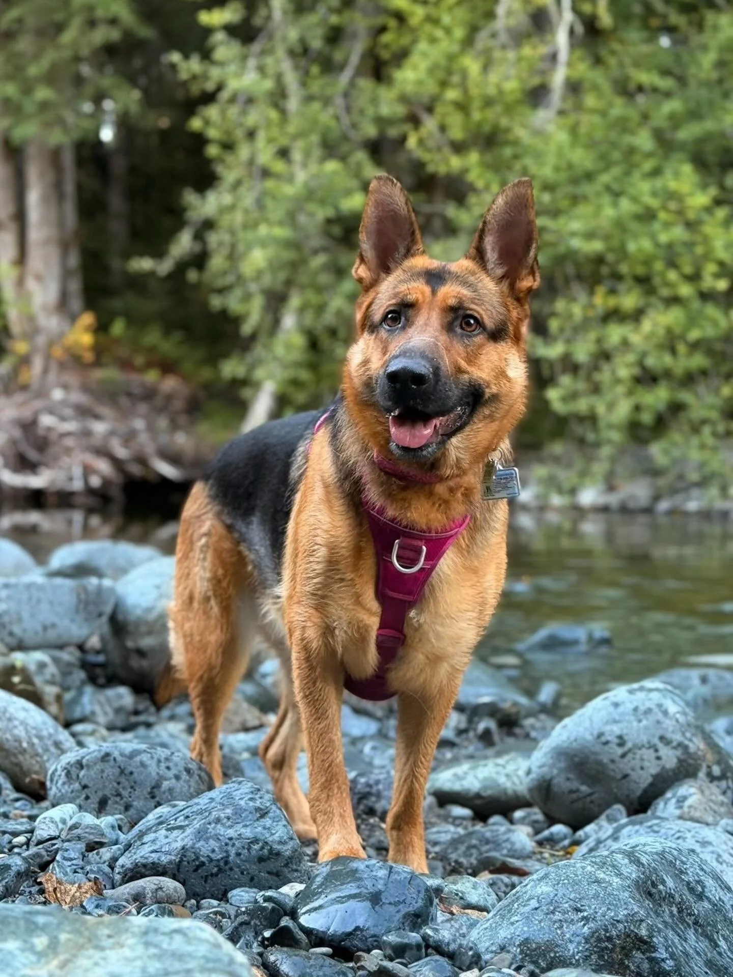 This is Myszka, she is a 2 year old&nbsp;German Shephard. When she&rsquo;s not doing flyball, she loves swimming and playing fetch, preferably when they are combined! Ball is life!

#flyball #flyballdog #flyballdogsofinstagram #flyballdogsrule