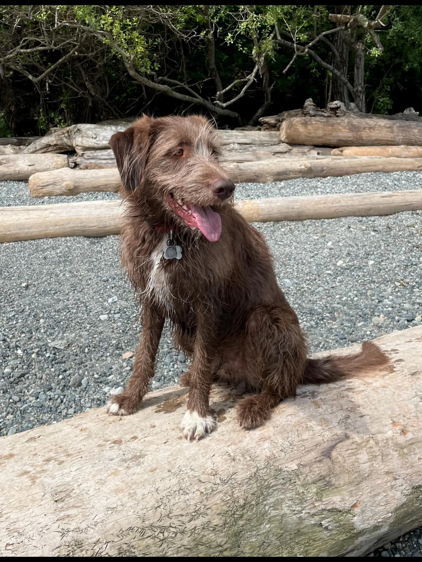 This is Chewie, he&rsquo;s a 2 year old Aussie, Border Collie &amp; Poodle Mix. When he&rsquo;s not doing flyball, he likes playing with his frisbee, hanging out on the beach, and eating

#flyball #flyballdog #flyballdogsofinstagram #flyballclub