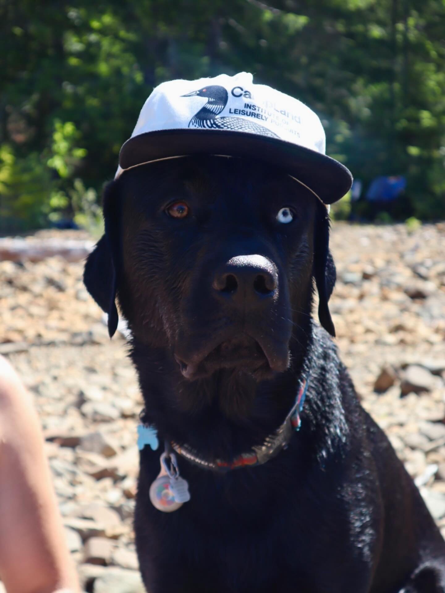 This is Sly, one of our newest club members, he&rsquo;s a 1.5 year old Catahoula, Lab &amp; Greyhound Mix. When he&rsquo;s not doing flyball, he loves Swimming and Updog

#flyball #flyballdogs #flyballdogsofinstagram #dogsofinstagram