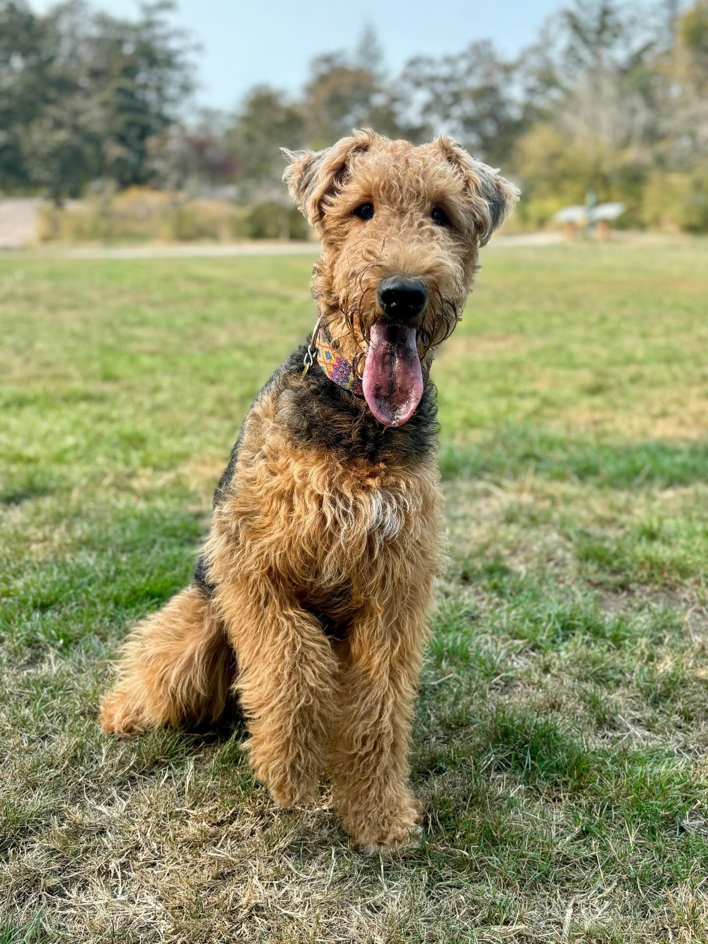 This is Dolly Parton, one of our newest club members, she is a 2.5 year old Airedale Terrier. When she&rsquo;s not doing flyball, she loves chasing her kids, laying in mud puddles and begging for her cut of the cheese tax&nbsp;

#flyball #flyballdog 
