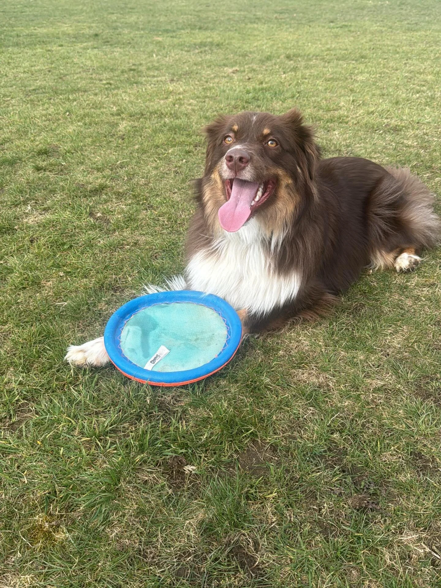 This is Finn, one of our newest club members, he&rsquo;s a 1.5 year old Mini Aussie. When he&rsquo;s not doing flyball, he likes playing frisbee and annoying his sister Nova

#flyball #flyballdogs #flyballdogsofinstagram #flyballdogsoftheworld