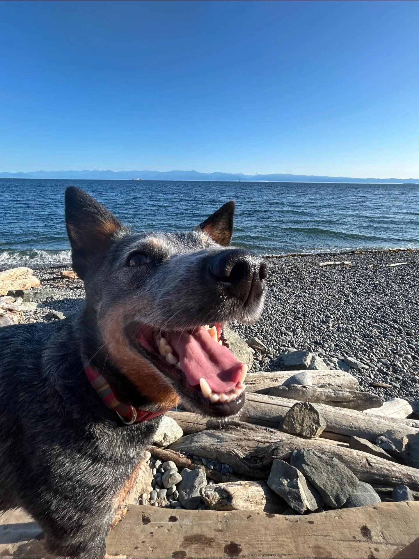 This is Rosie, she is a year 4.5 year old&nbsp;Cattle Dog. When she&rsquo;s not doing flyball, she enjoys barking at strangers and herding her collection of 12 stuffed toys which she knows by name

#flyball #flyballdog #flyballdogsofinstagram #flybal