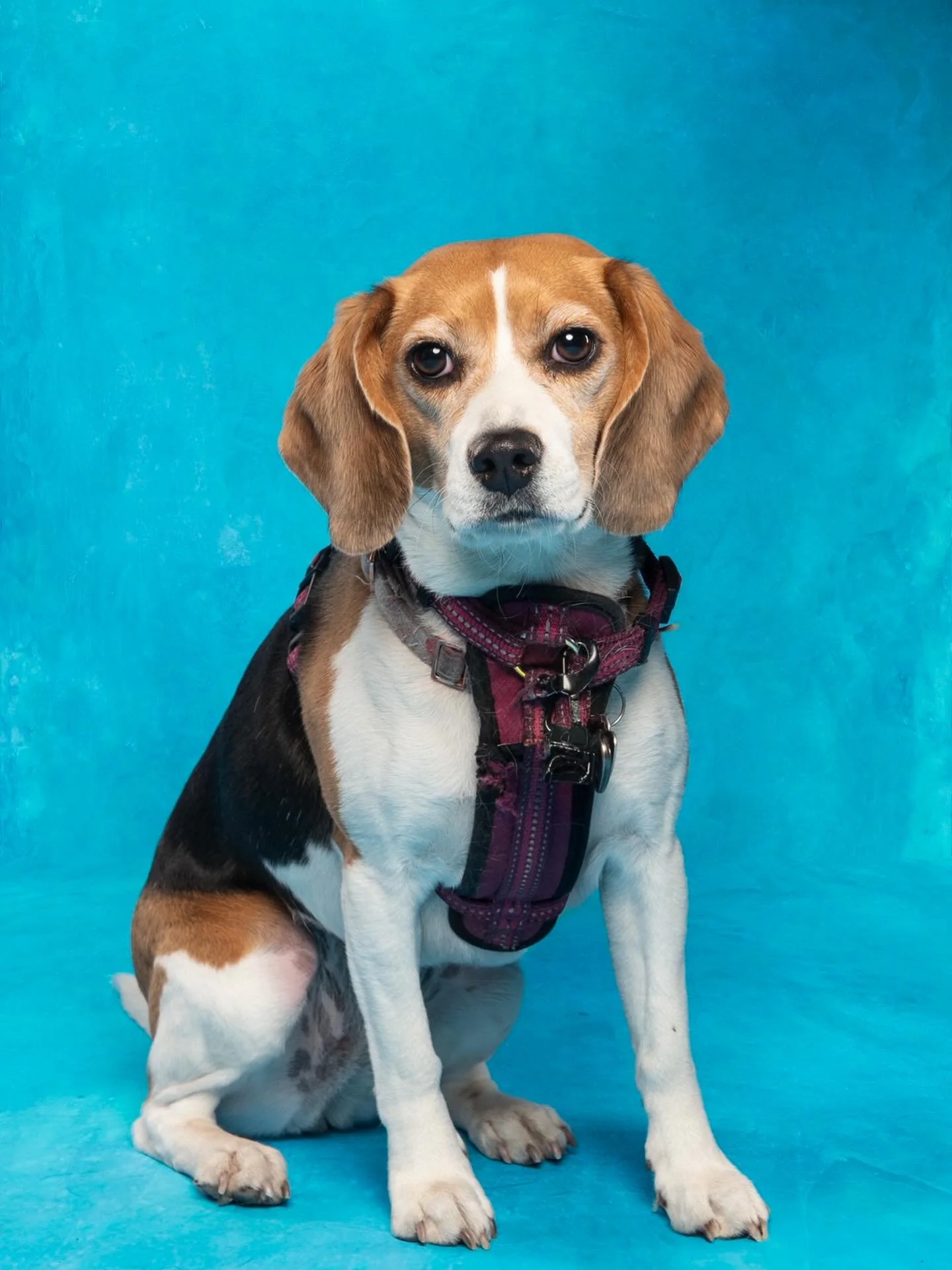 This is Cali, she&rsquo;s a 4 year old Beagle. When she&rsquo;s not doing flyball, she loves to use her nose to get herself into trouble (the garbage). She spends her extra time finding the warmest spot in the house (in front of the heater, a warm pa