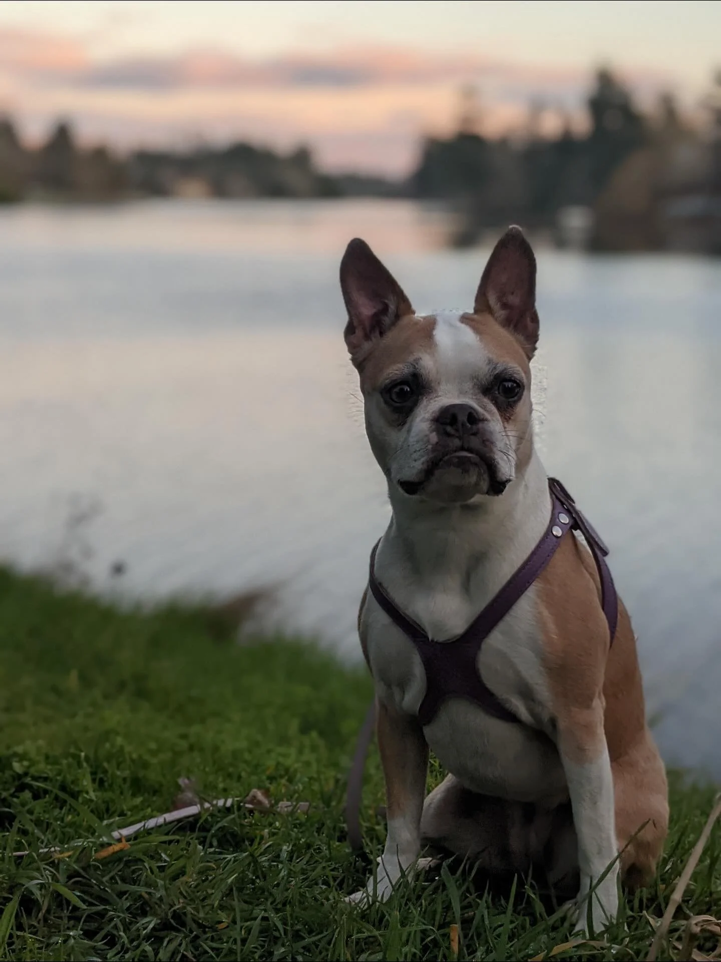 This is Padme, one of our newest club members, she is a 5 year old Boston Terrier. When she&rsquo;s not doing flyball, she excels at napping, especially in sunbeams or heated blankets, and loves to splash in the lake and the garden hose whenever poss