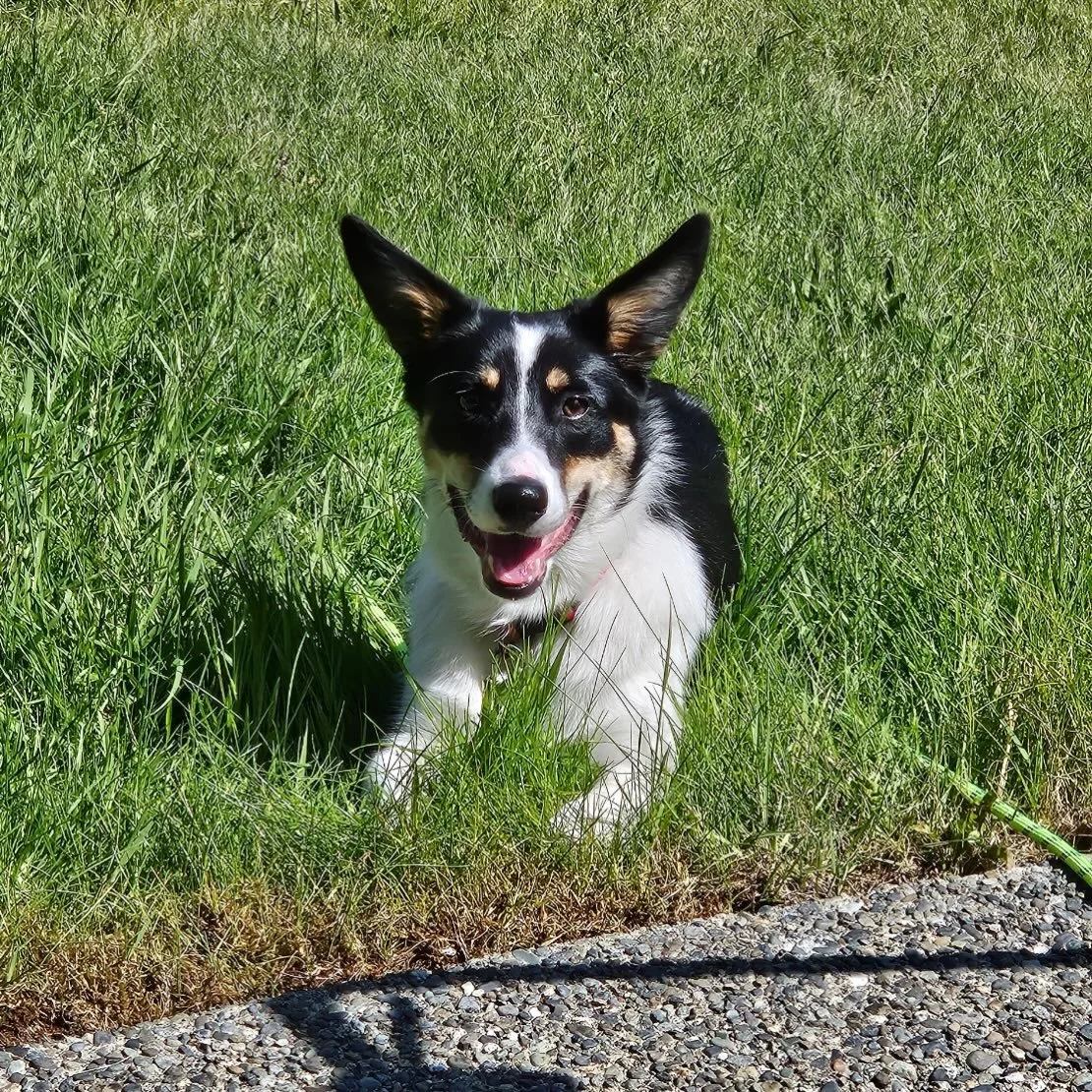 This is Nootka, one of our newest club members, she is a 1.5 year old Border Collie &amp; Corgi mix. When she&rsquo;s not doing flyball, she loves long walks, unencumbered by a short lead and short walks to sniff out the local bunnies

#flyball #flyb
