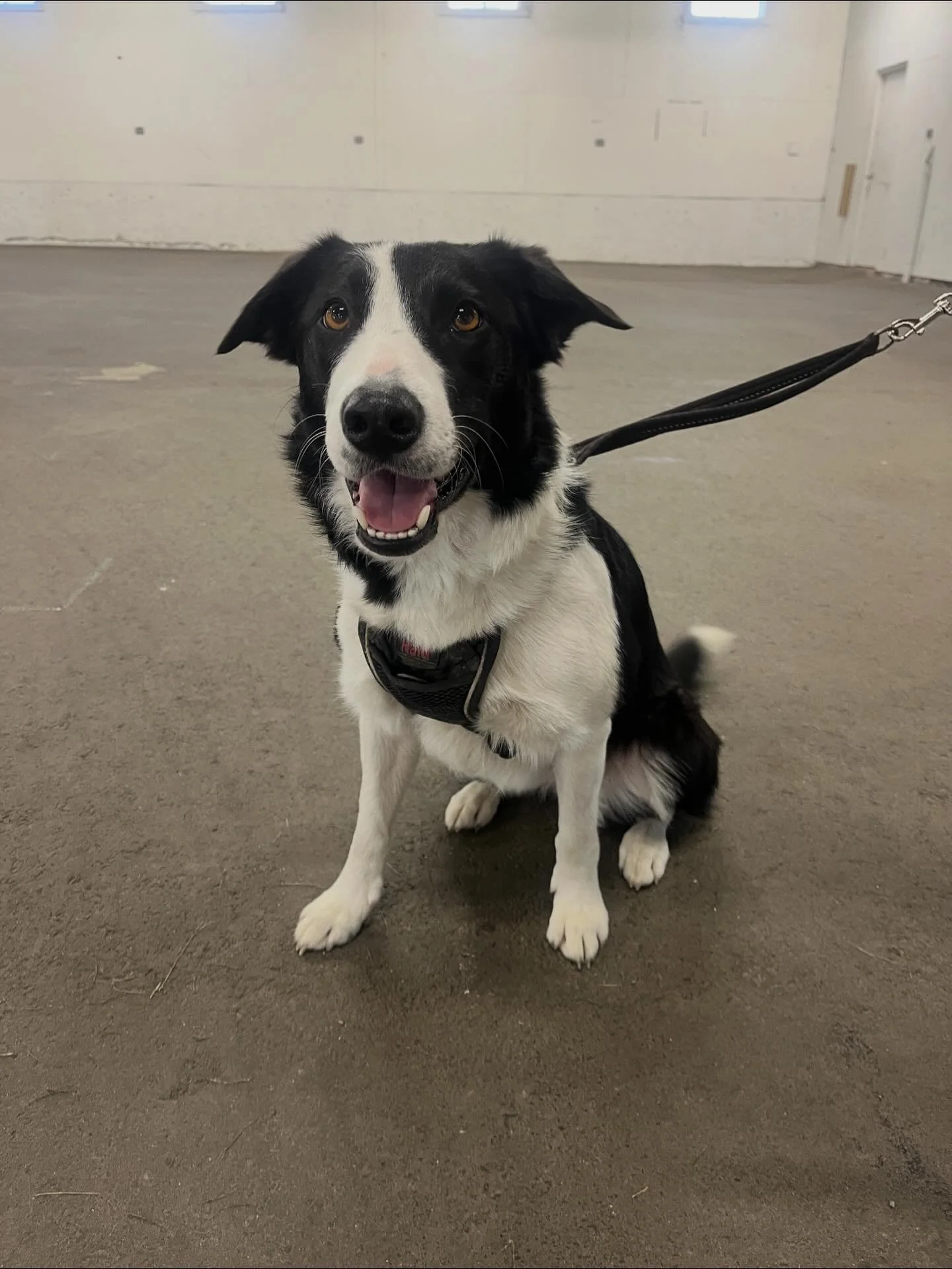 This is Dream, one of our newest club members, she is a 3 year old Border Collie. When she&rsquo;s not doing flyball, she likes bike rides and playing in puddles

#flyball #flyballdog #flyballdogsofinstagram #flyballteam
