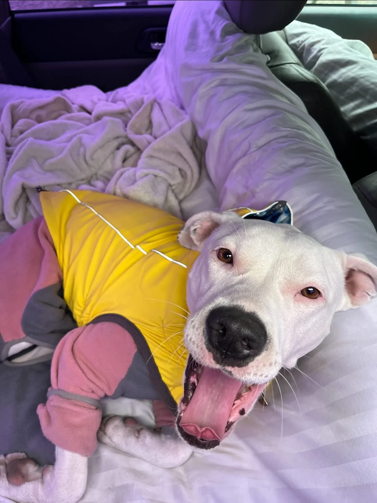 Big welcome to our next set of class dogs! Fran, Monty, Sprout, Rhea, Ruby, Frankie, Lulu, Jasper, Circus and Luci.

Follow along to see their flyball journey🎾💜

#flyballclass #flyballdogintraining #flyballclub #flyball