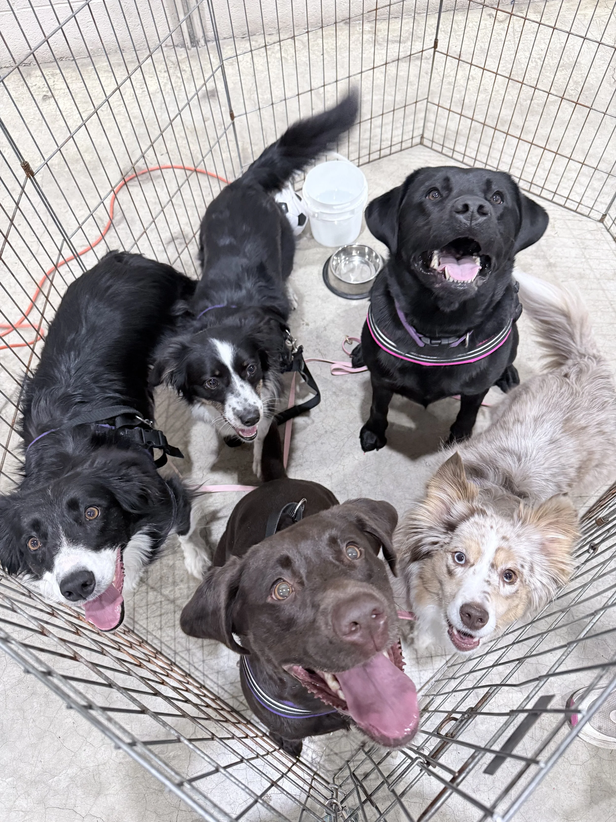 Muddy Paws Midway Marvels Tournament 2026 