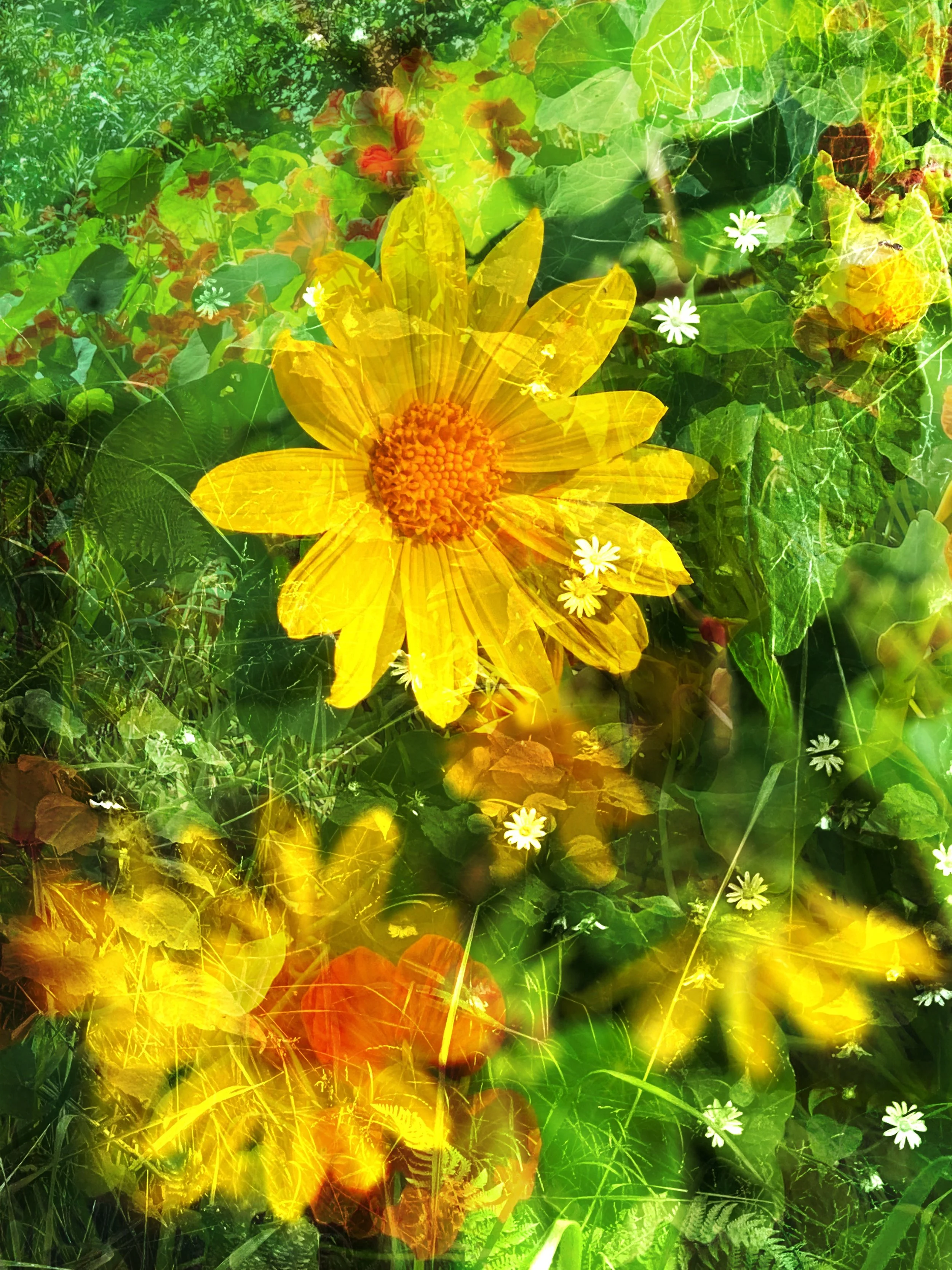 Composite Yellow Flower.JPG