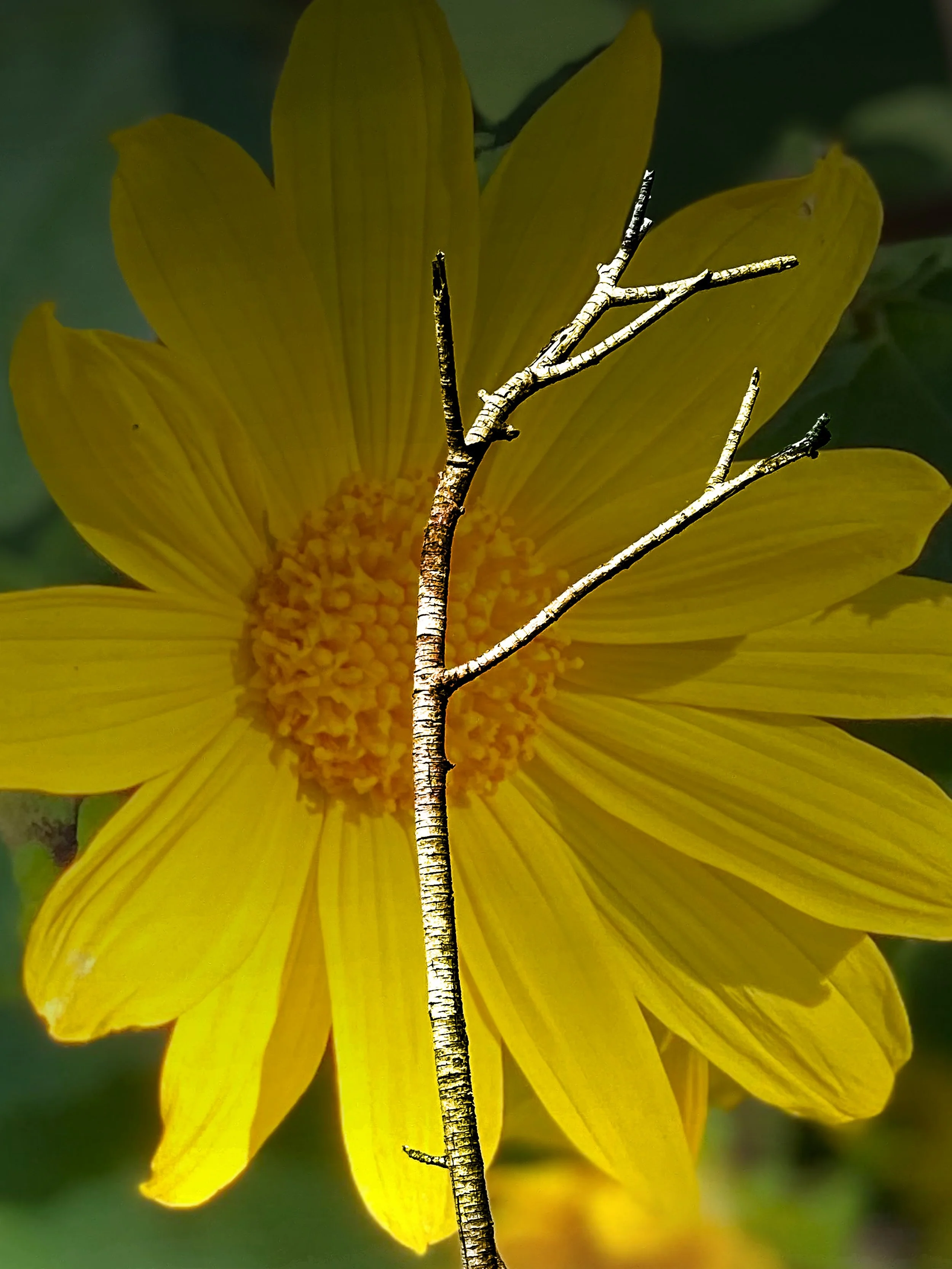 Composite Flower & Yucca.JPG