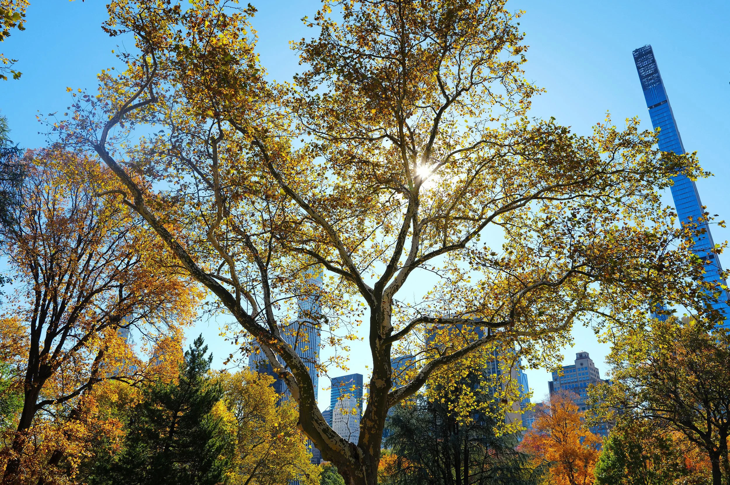 NYC ColorSkylineLR.jpg