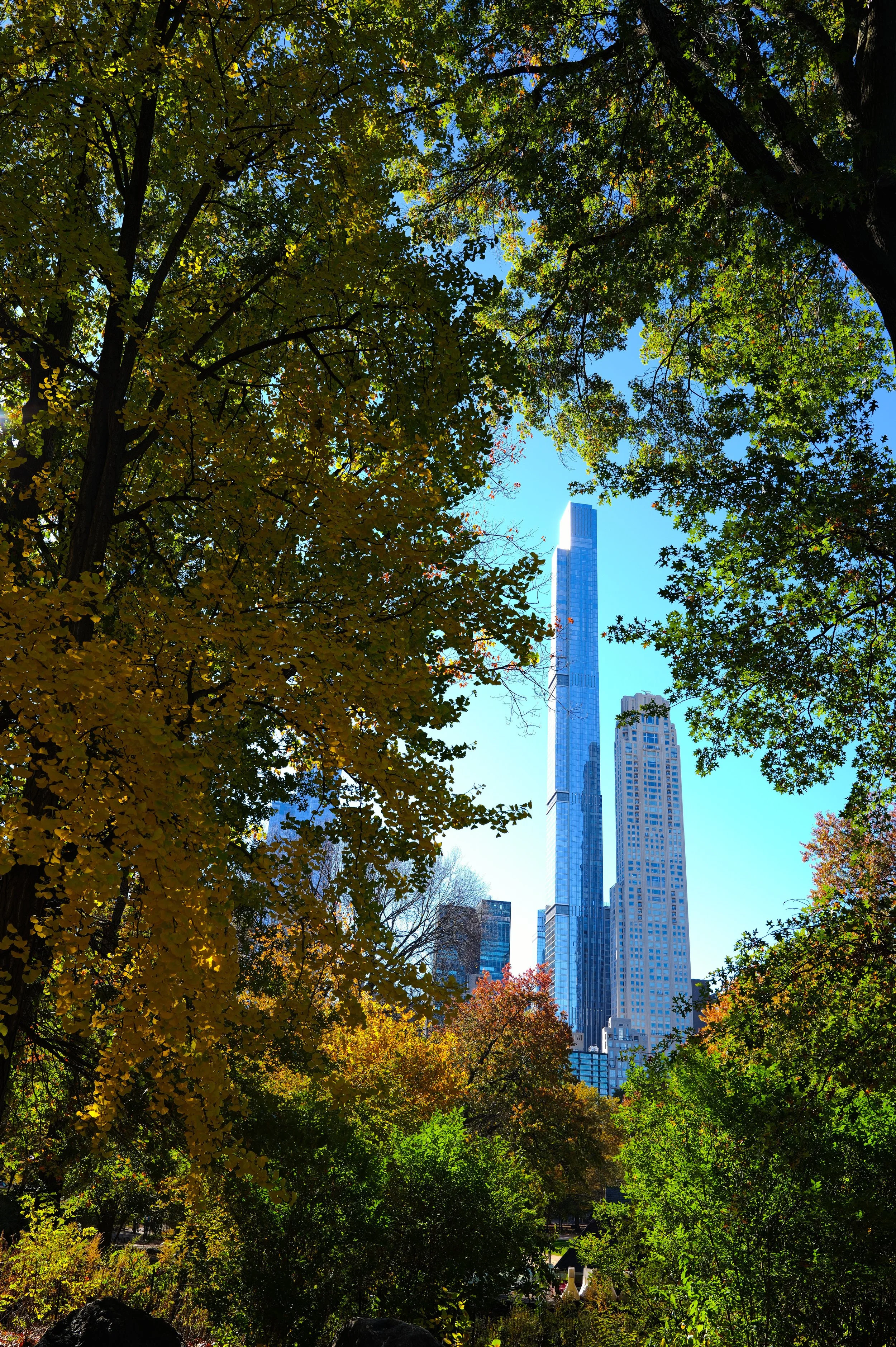NY ThruTrees.jpeg