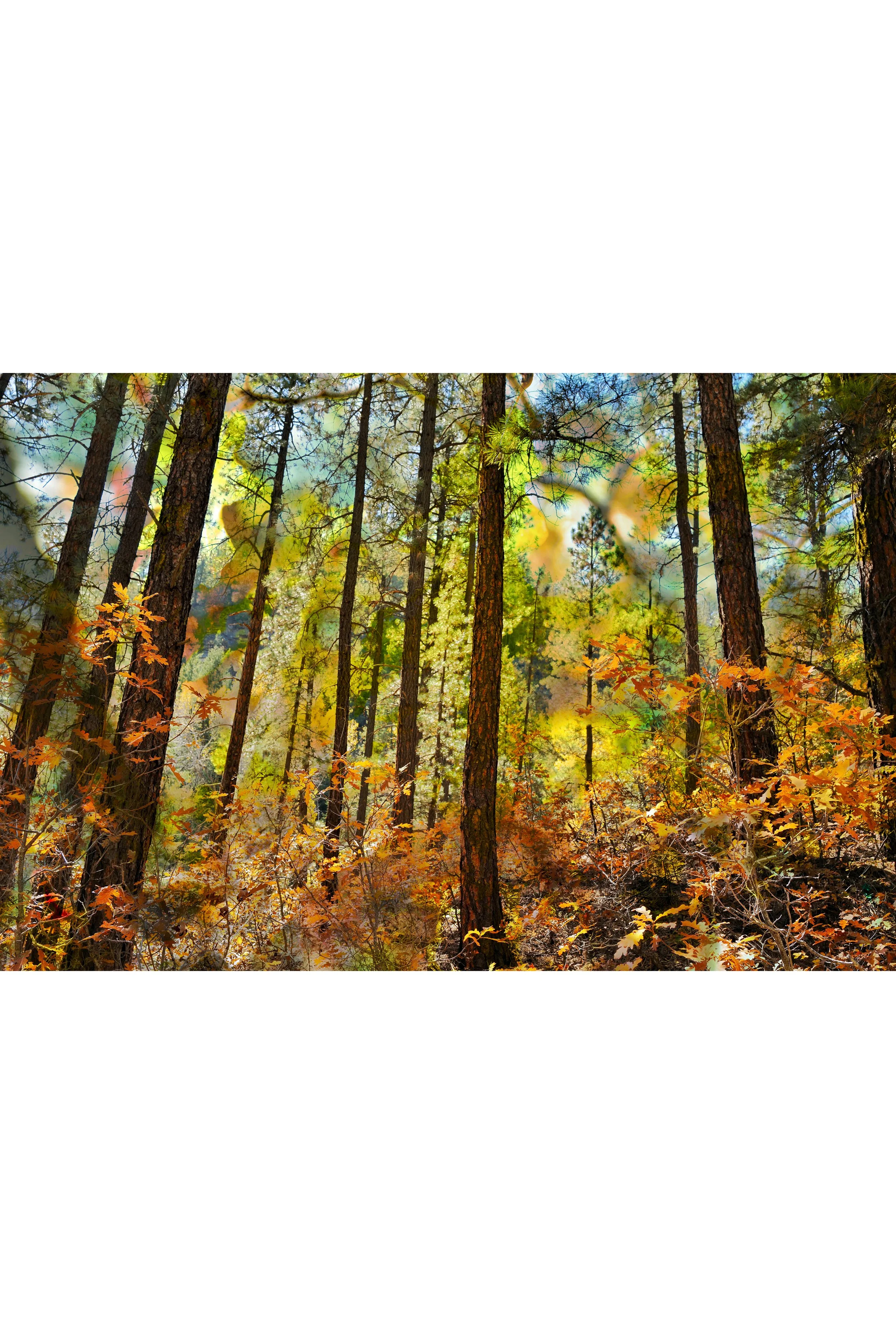 Autum Forest White BG .jpg
