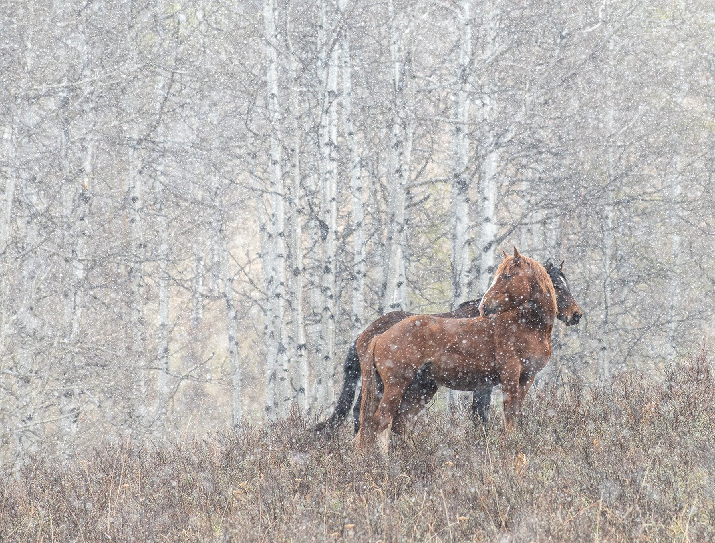 Two horses standing in a snowy forest with bare trees and snow falling.