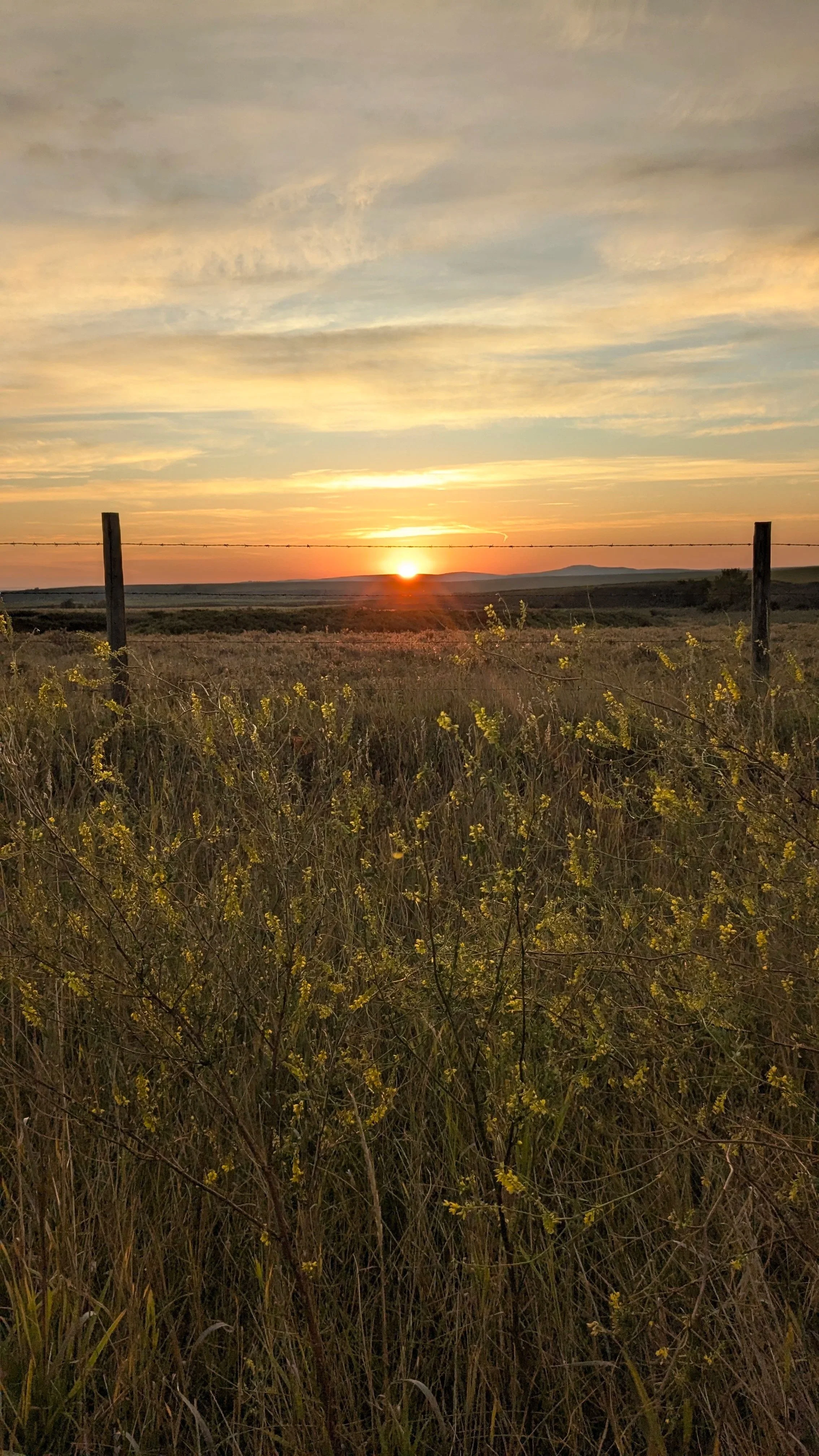 Sunset over open fields with yellow wildflowers, barbed wire fence posts, and a sky with scattered clouds.