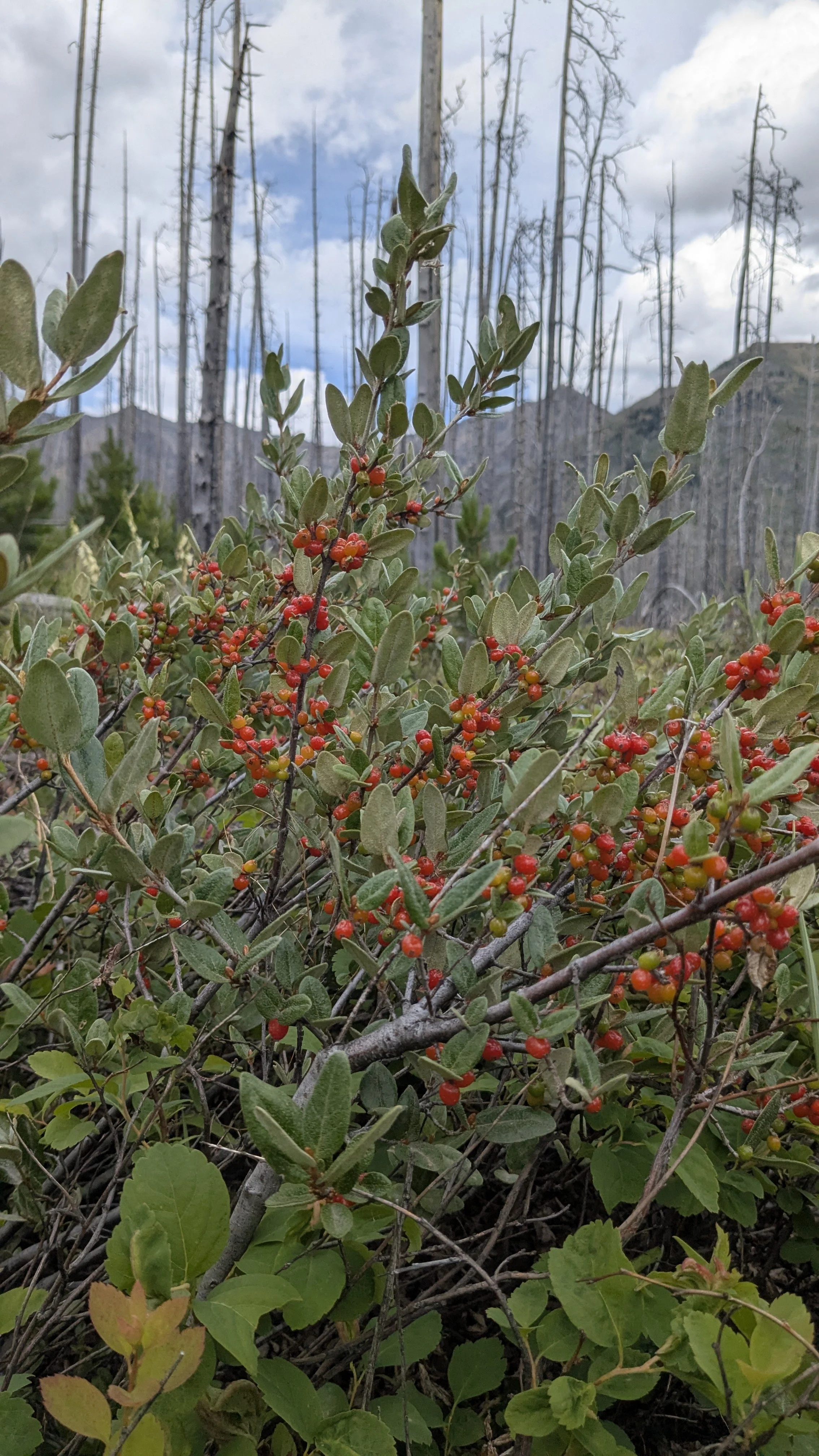 A bush with small red berries in a mountainous landscape with bare trees and a cloudy sky in the background.