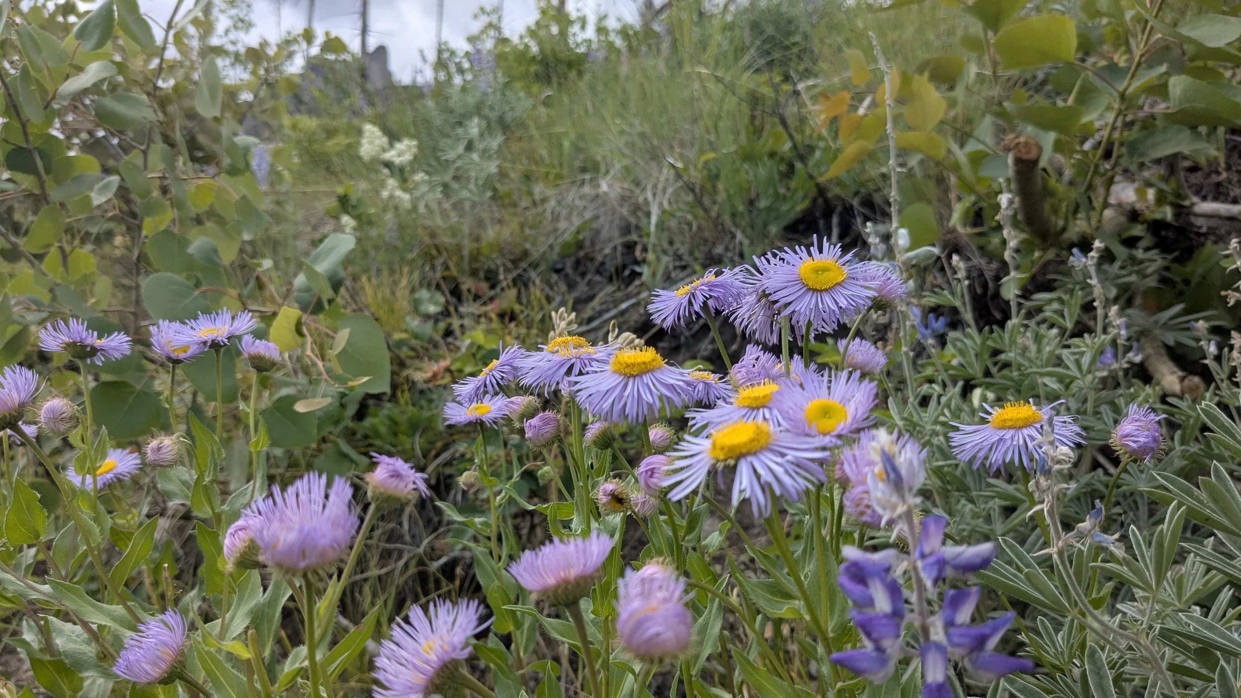 PXL_20250626_220543843 (1).jpg