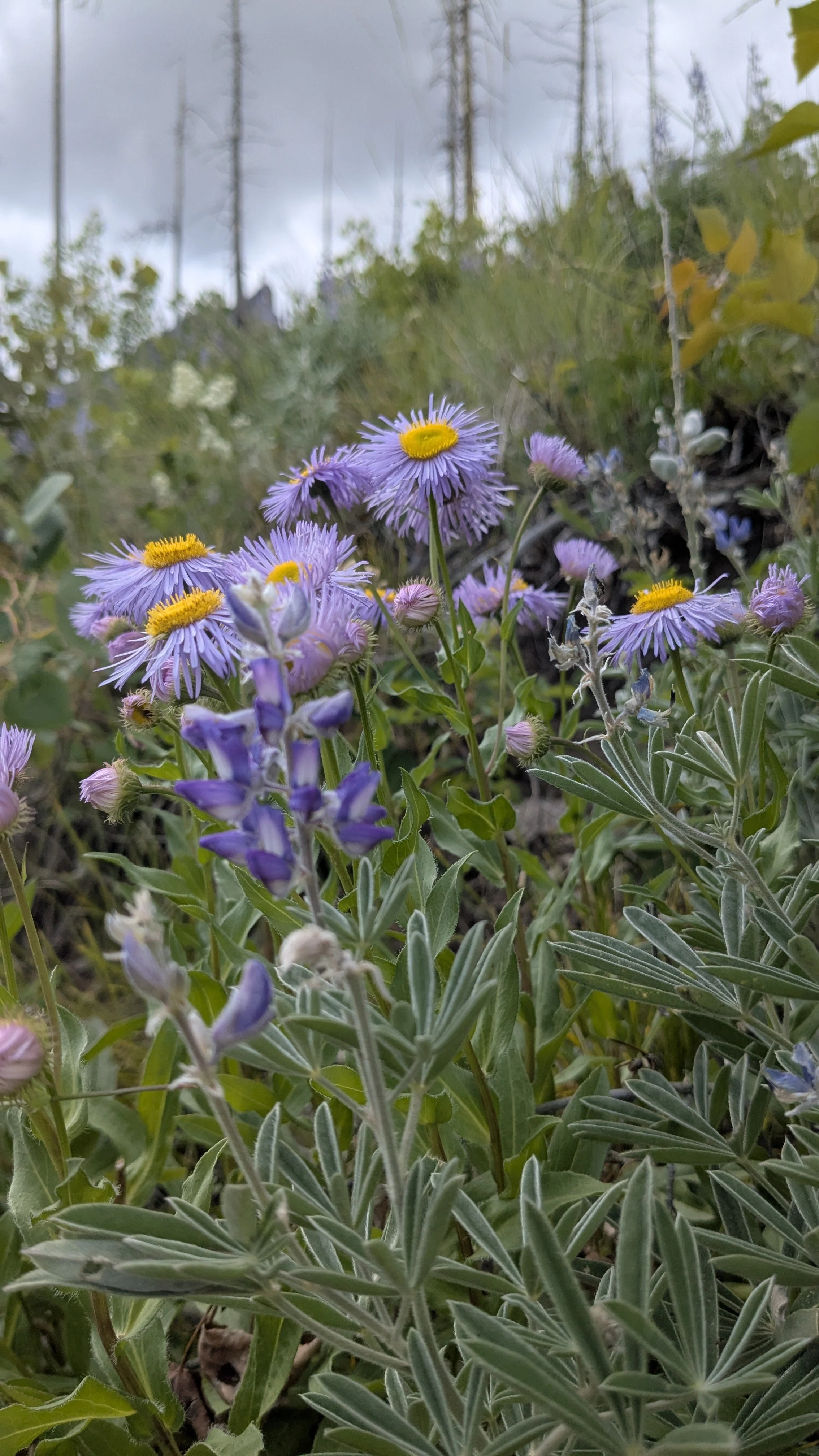 Close-up of purple wildflowers with yellow centers, surrounded by green foliage on a cloudy day.