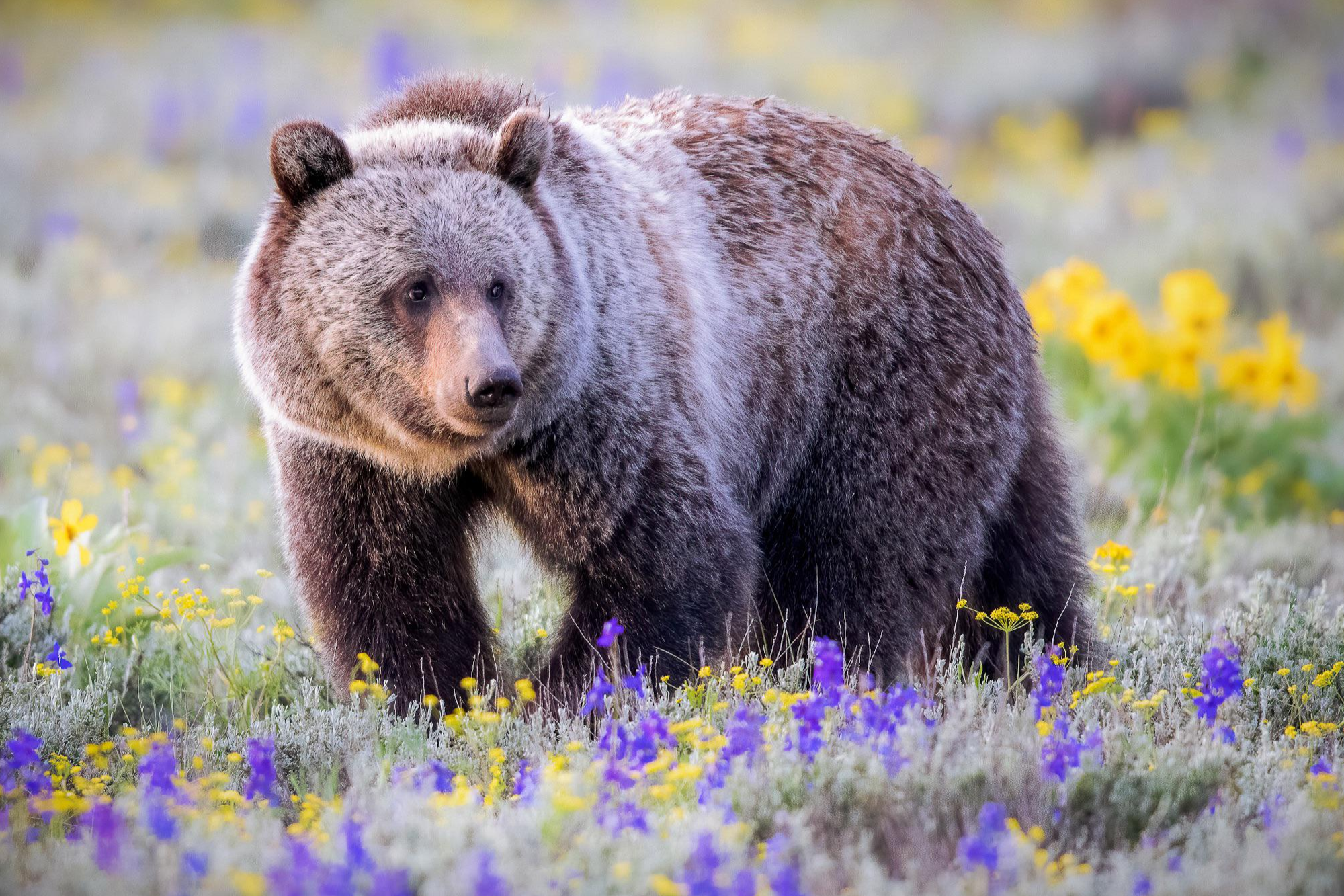 Canadian Rockies off The Beaten Path - Lila's Final Payment