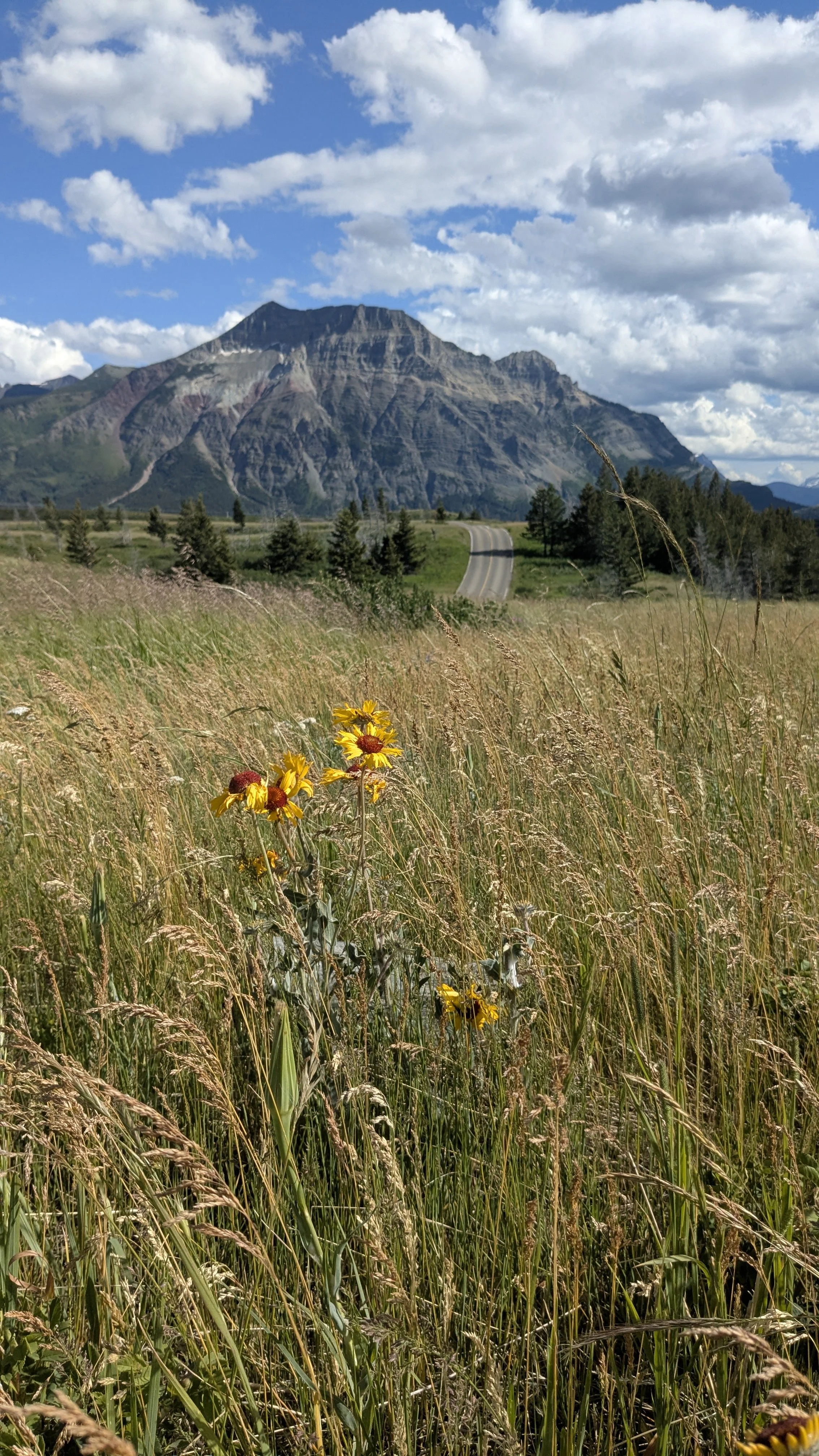 A scenic landscape featuring a mountain with a partly cloudy sky in the background, a winding road, and a foreground of tall grass and yellow flowers.