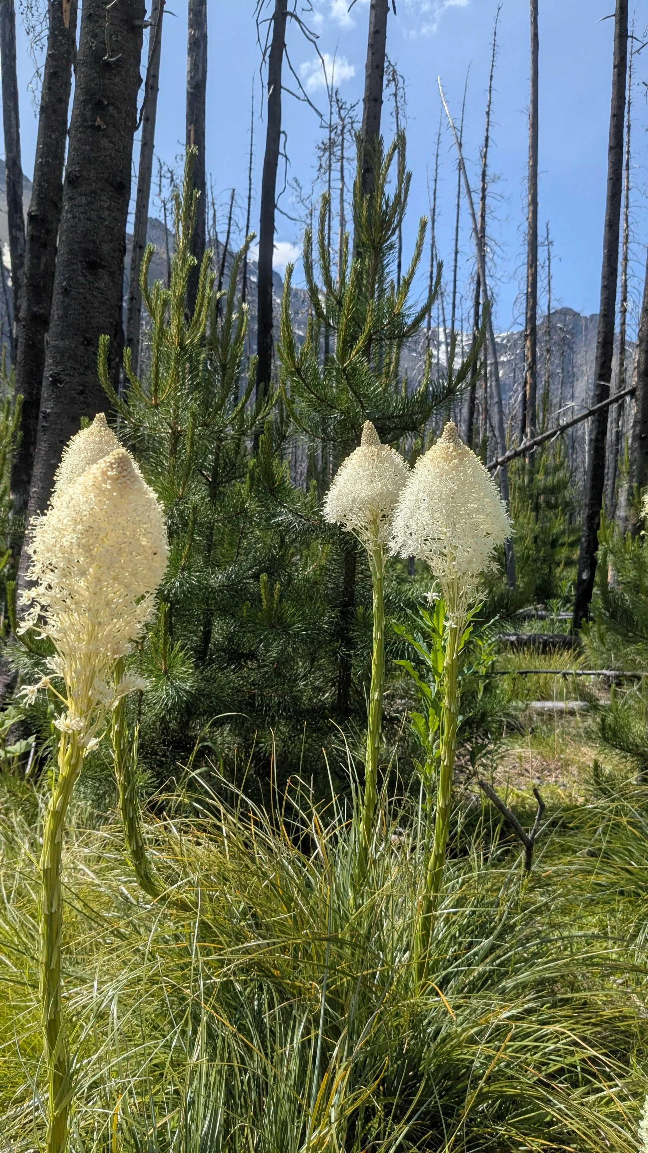 White wildflowers growing in a forest with tall trees and mountain in the background.