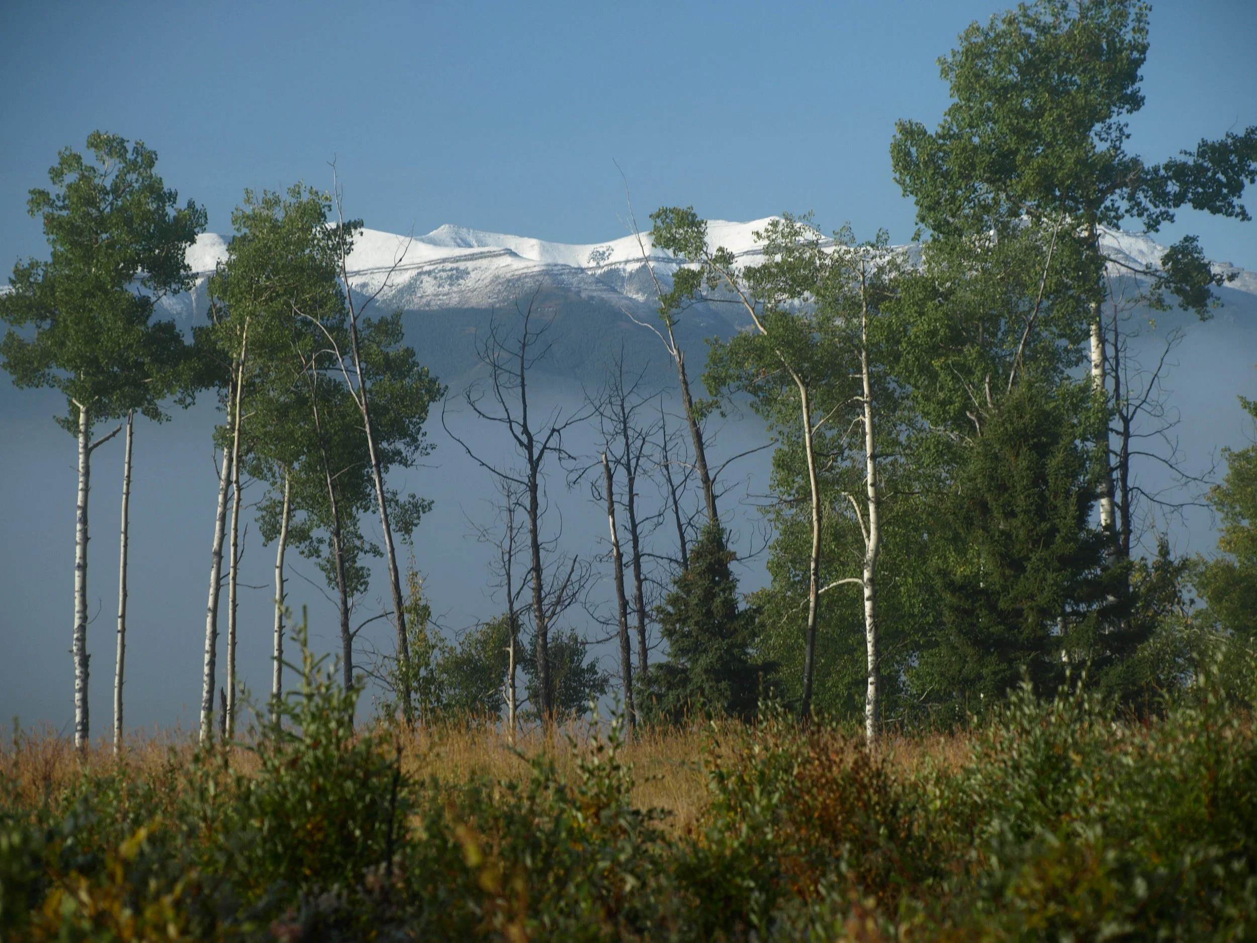 A scenic landscape of tall trees with green foliage and some bare branches, set against a backdrop of snow-capped mountains under a clear blue sky.
