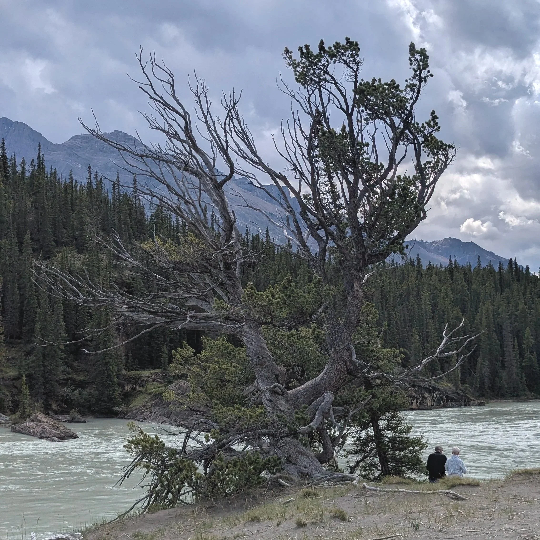 A gnarled, partly leafless tree leaning over a river with a forest and mountains in the background, two people sitting on the riverbank.