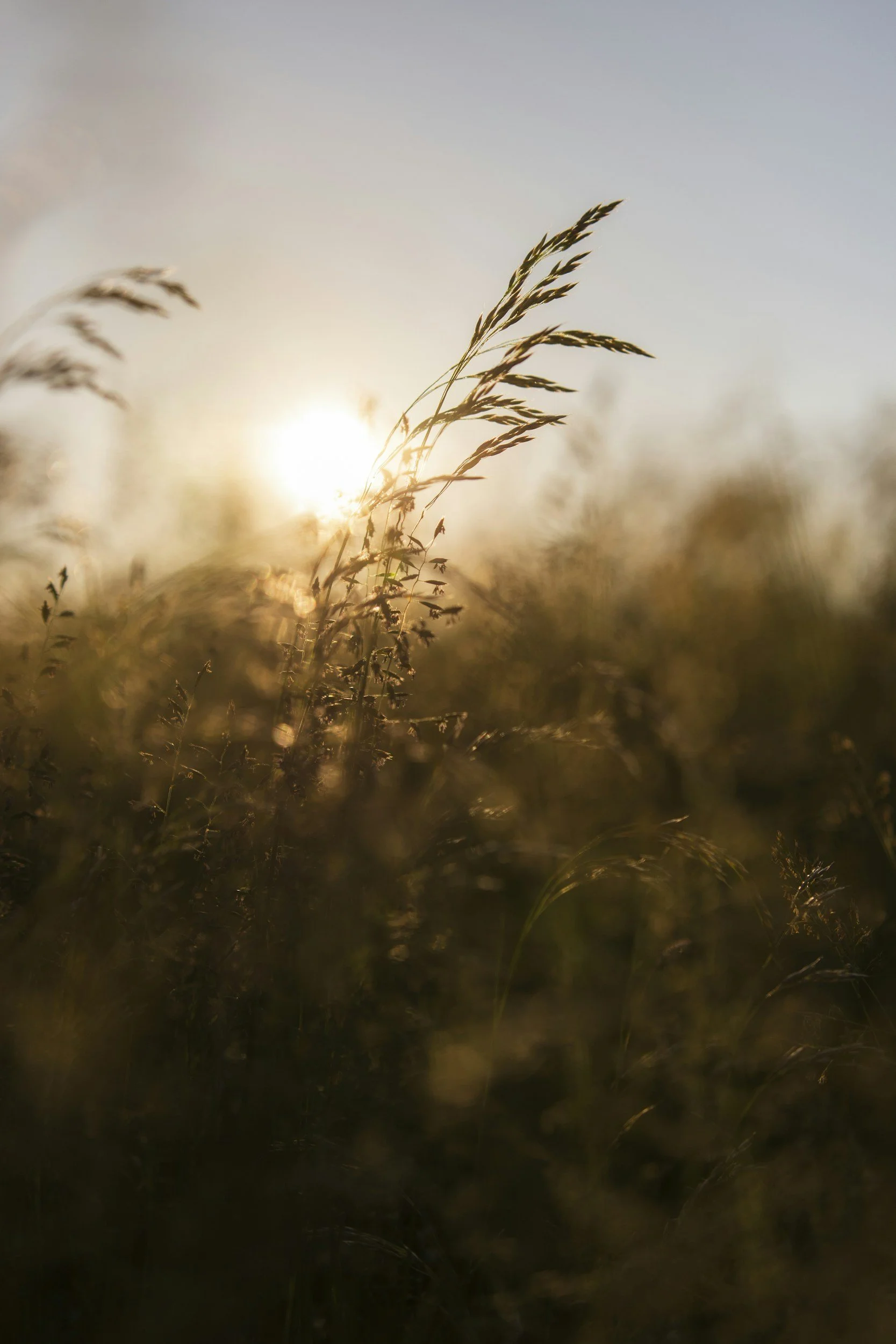 Close-up of tall grass blades swaying in the breeze with the setting sun in the background.