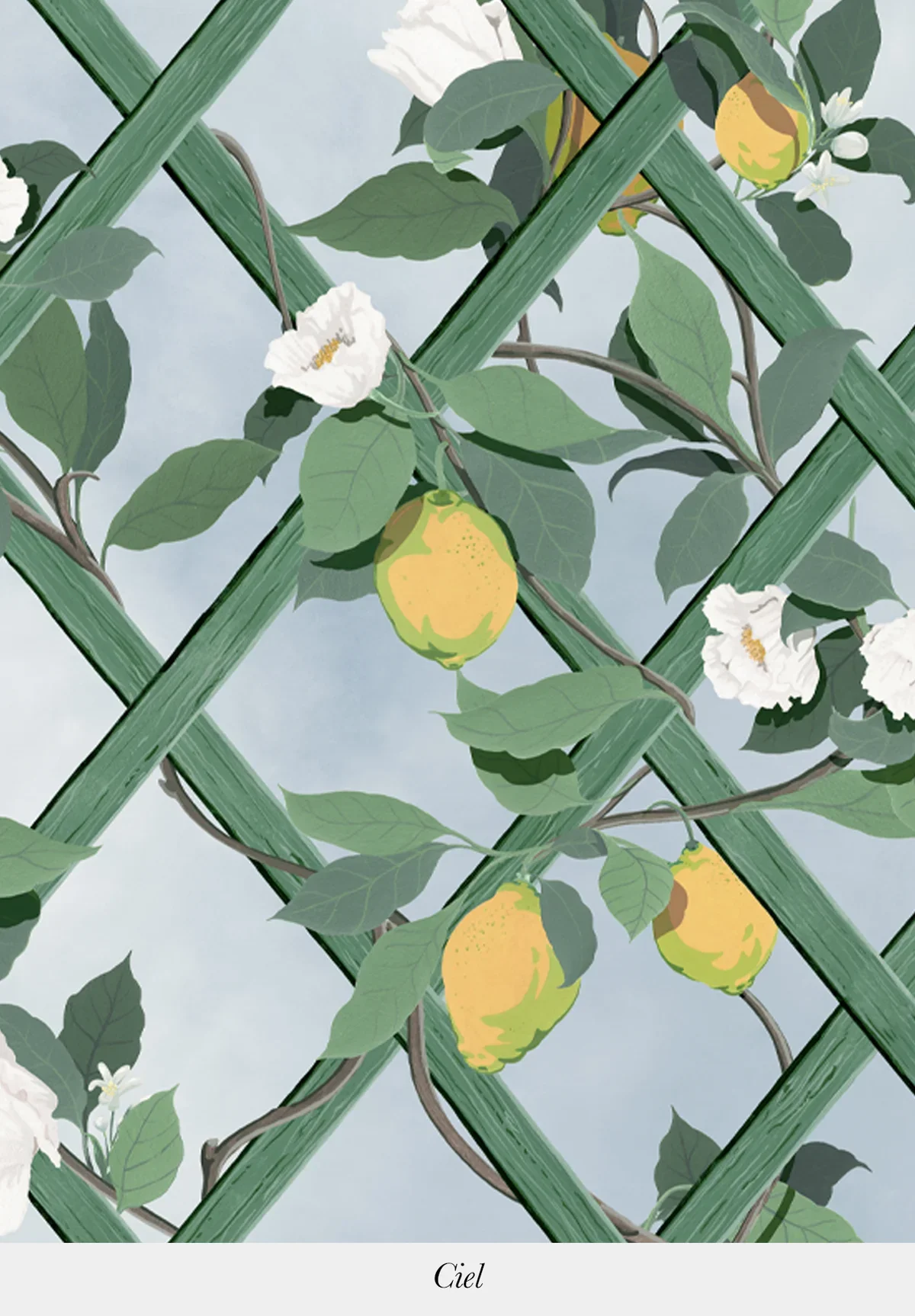 Illustration of climbing lemon tree with green leaves, white blossoms, and yellow lemons, against a light blue sky background.